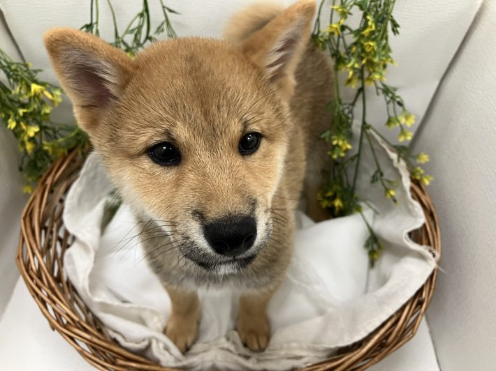 ✨ 新しい仲間がやってきました！✨
