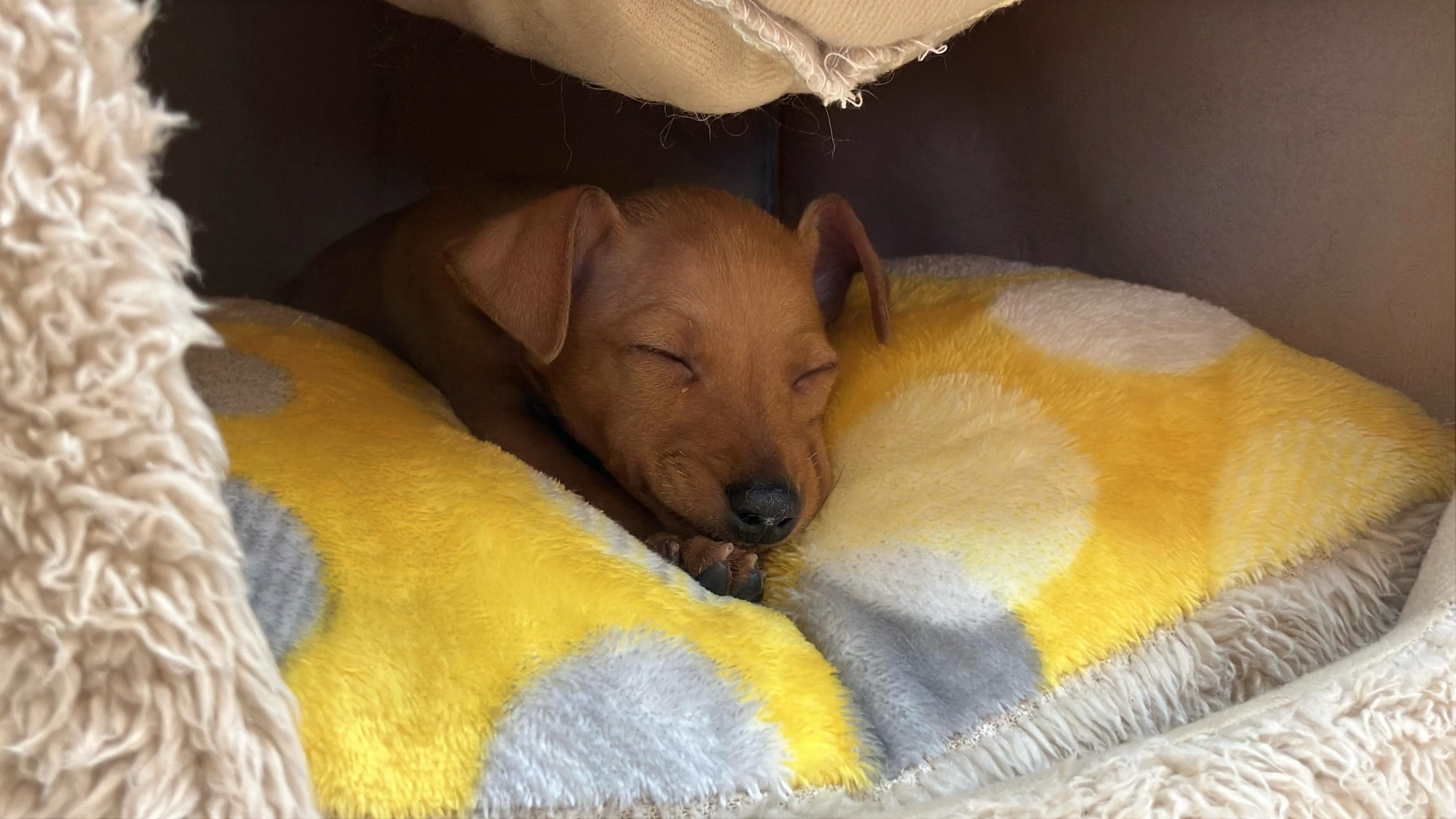 お家の中でスヤスヤ中💤