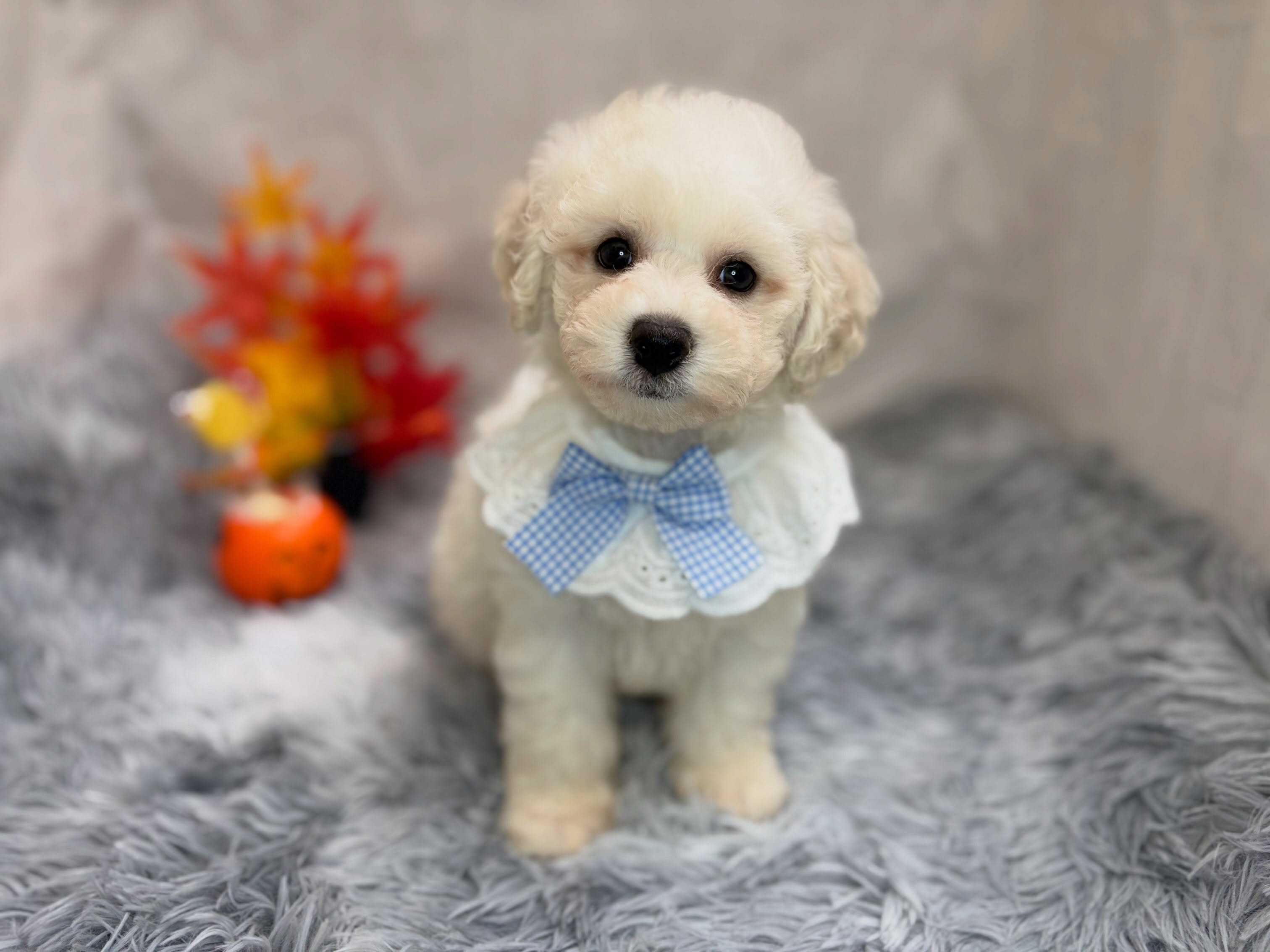 新しく元町店に仲間入りしたビションくん🐶✨