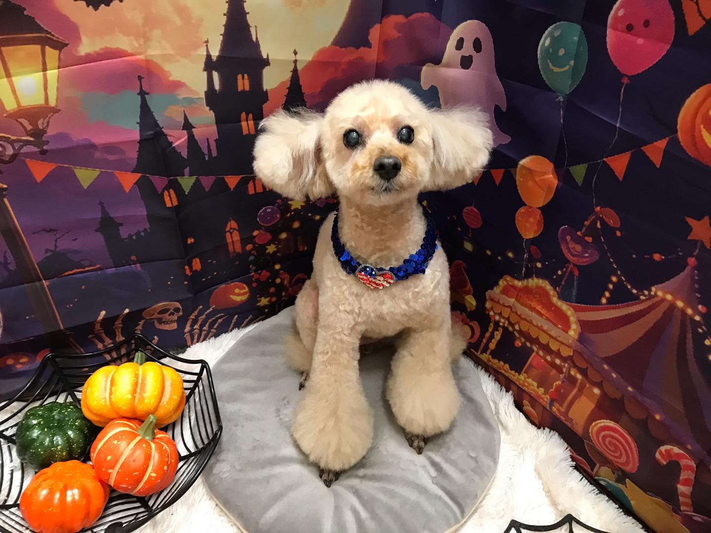 🐶プードルのひまわりちゃん🐶