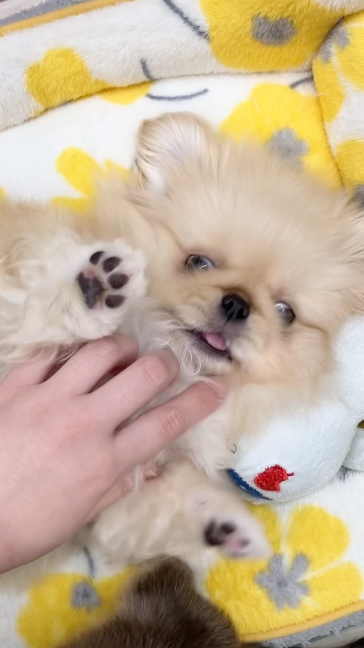 あんよがかわいいぺーちゃん🧸🐾