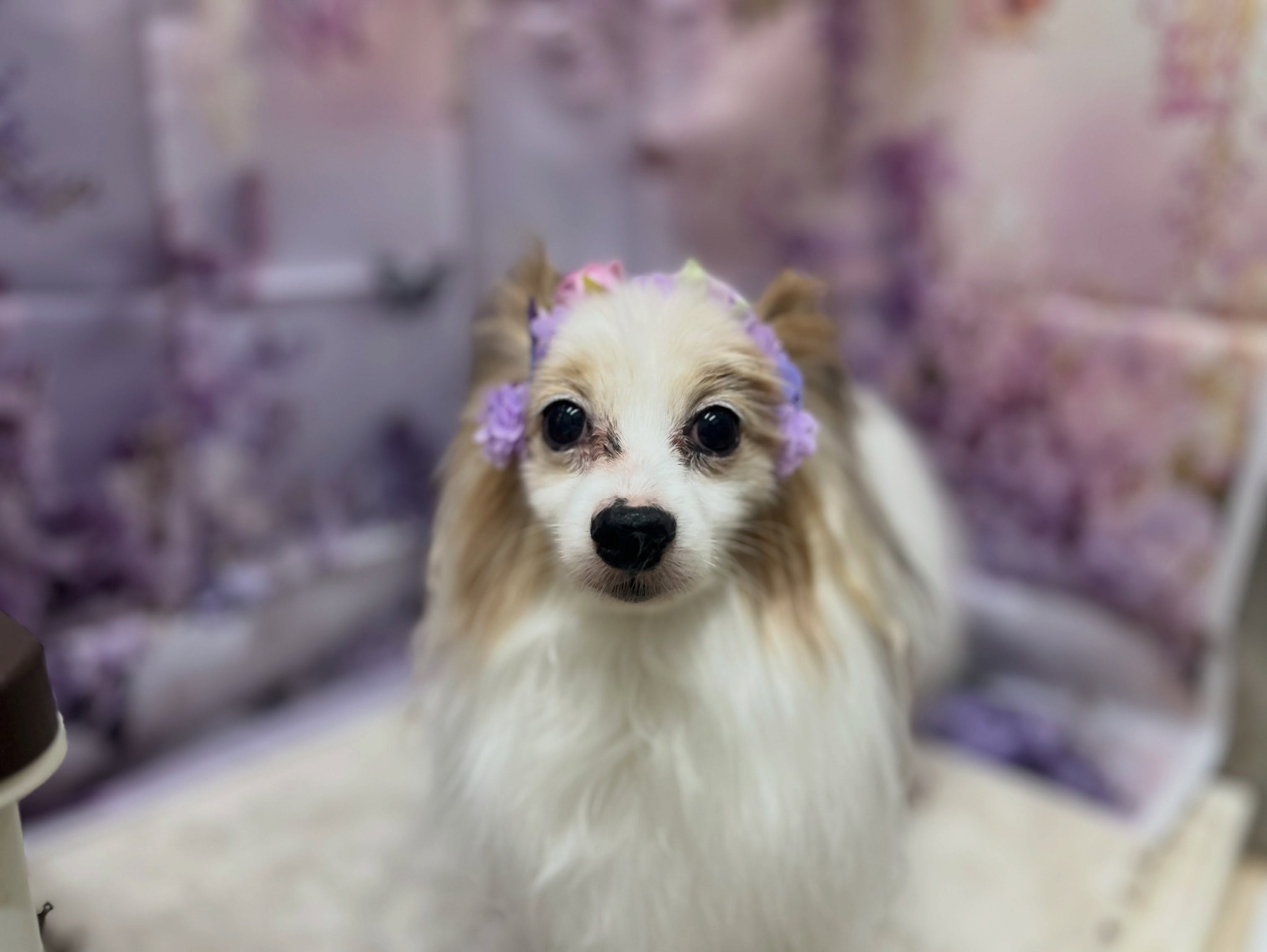 トリミングのお客様です✂️🐾🦄🧸🪻💜