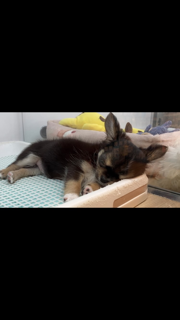 ウトウトちったん💤