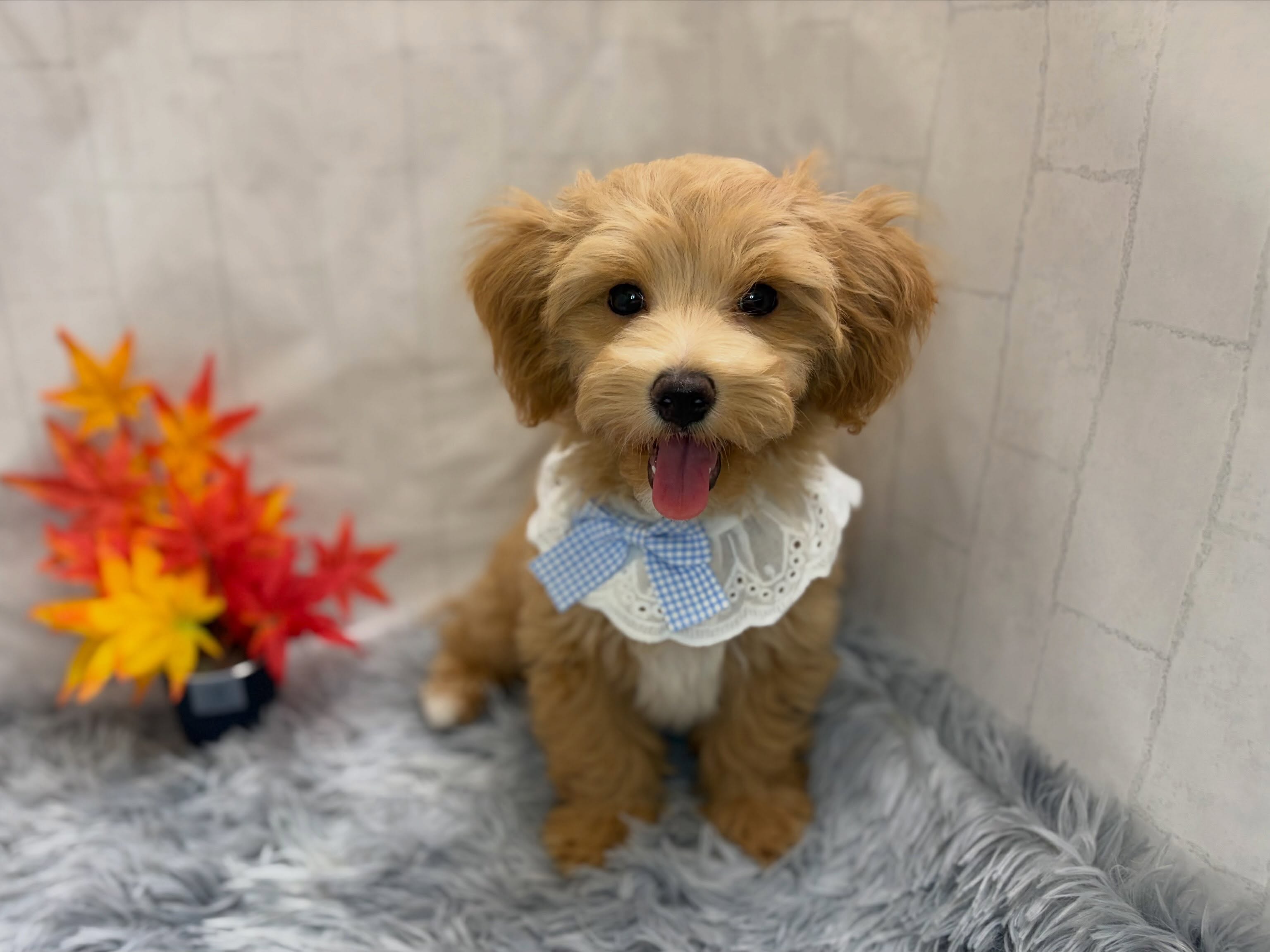 新しく元町店にお引越ししてきたマルプーくん🐶✨