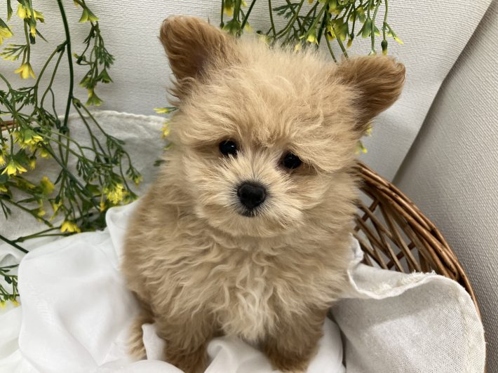 ✨ 新しい仲間がやってきました！✨