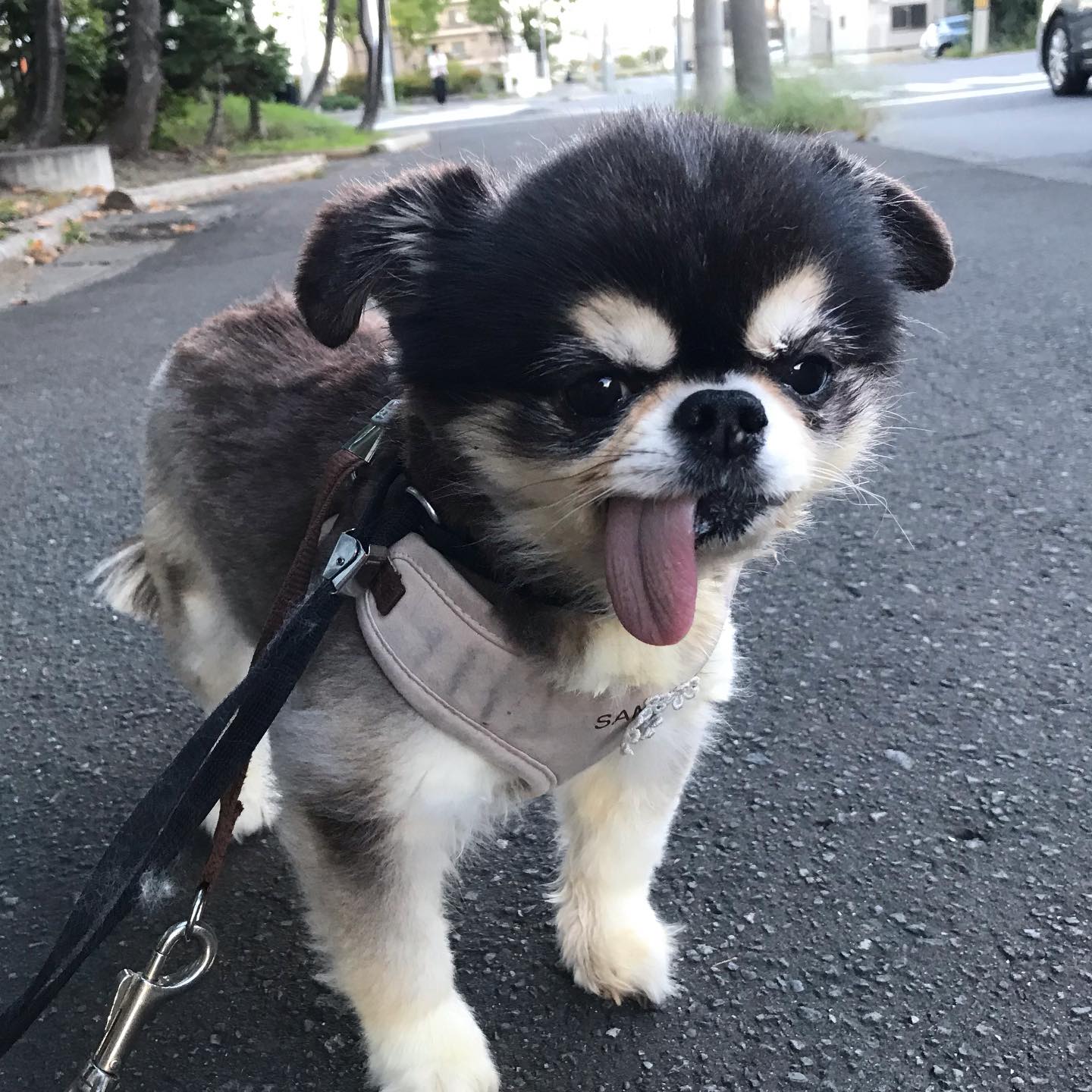 ホテルにお泊まり中の嵐ちゃん🫶🏻