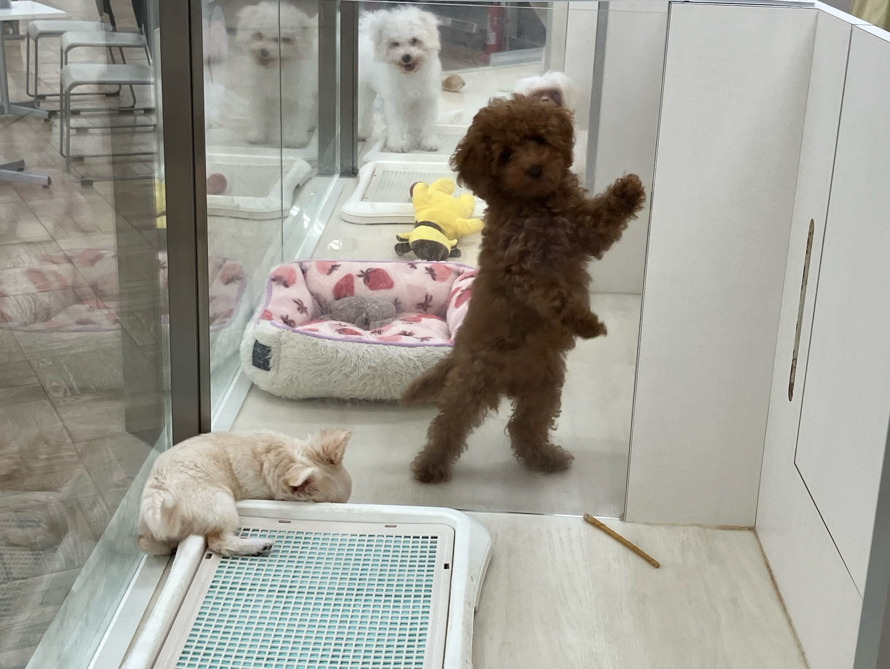 最近、二足歩行が上手になったわたし🐾