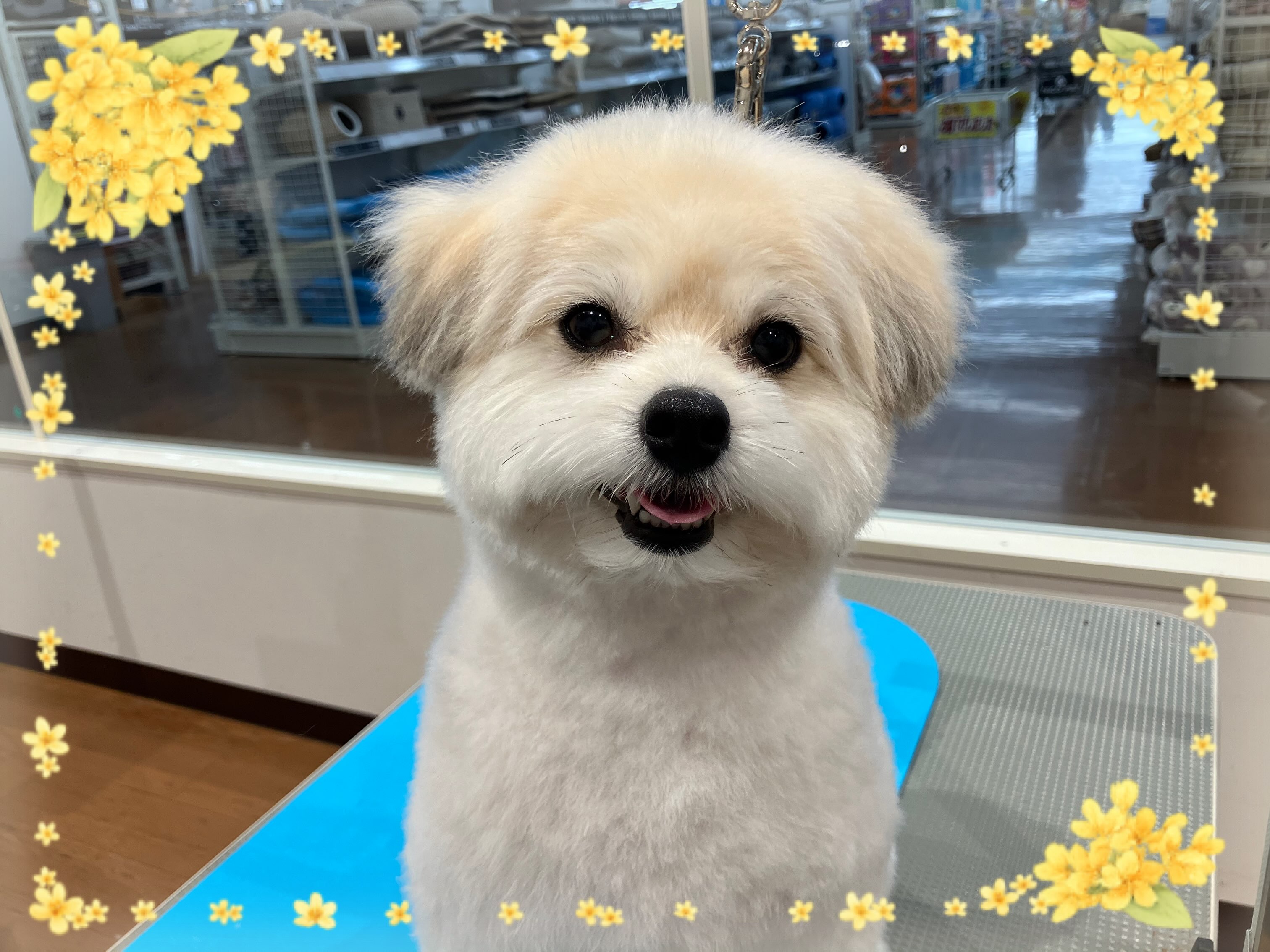 トリミングご利用のモコ💕ちゃんです！
