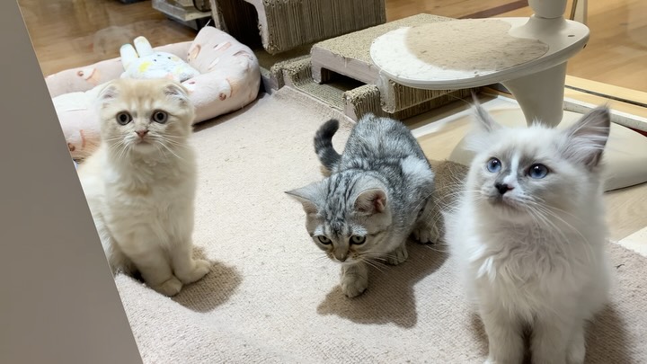 苫小牧店のにゃんずたち🐱