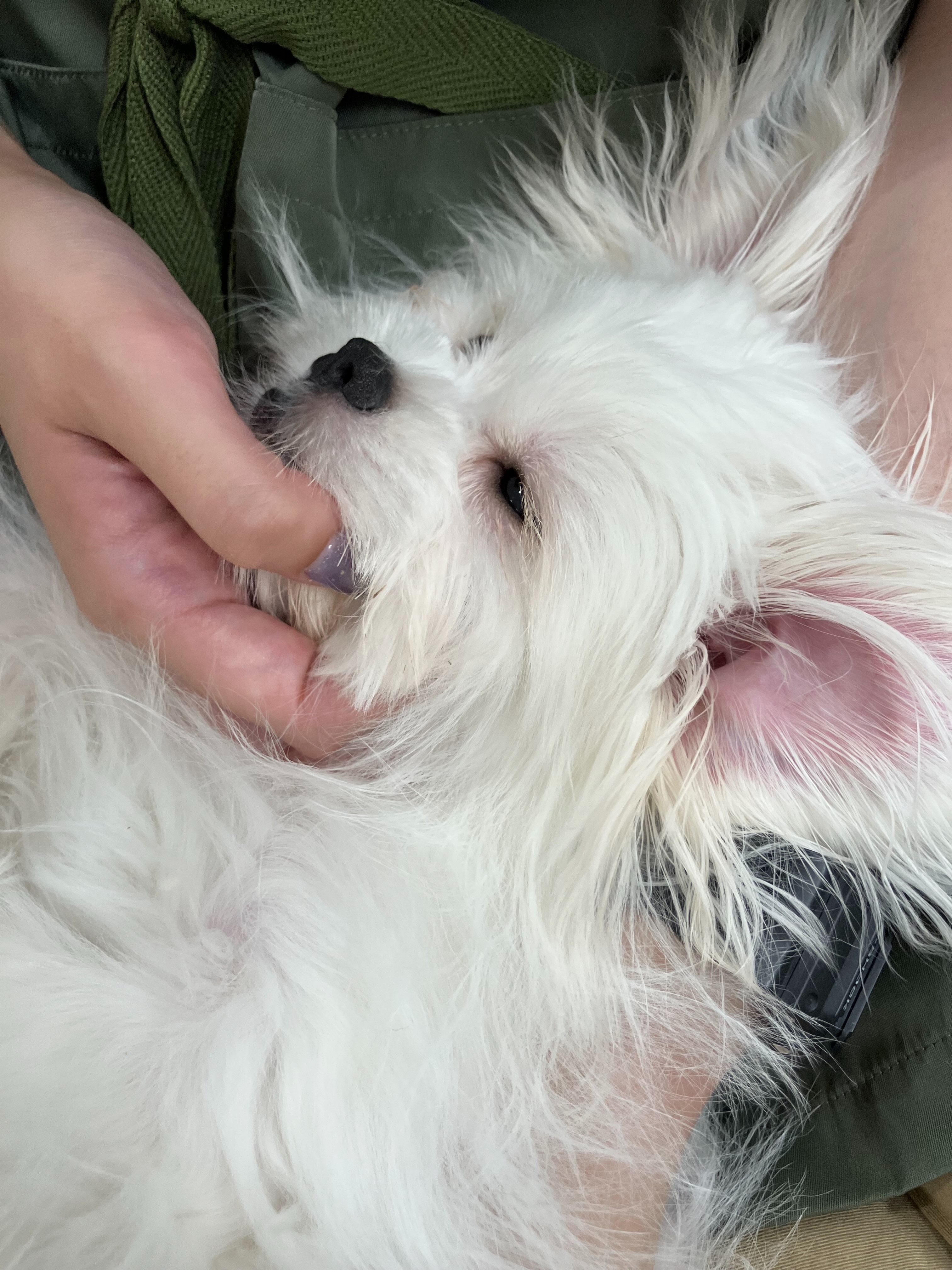 お手入れの途中で寝ちゃったマルペキさん🐶