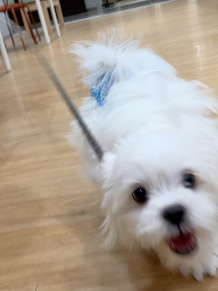 全力ダッシュ💨のマルペキちゃん☺️