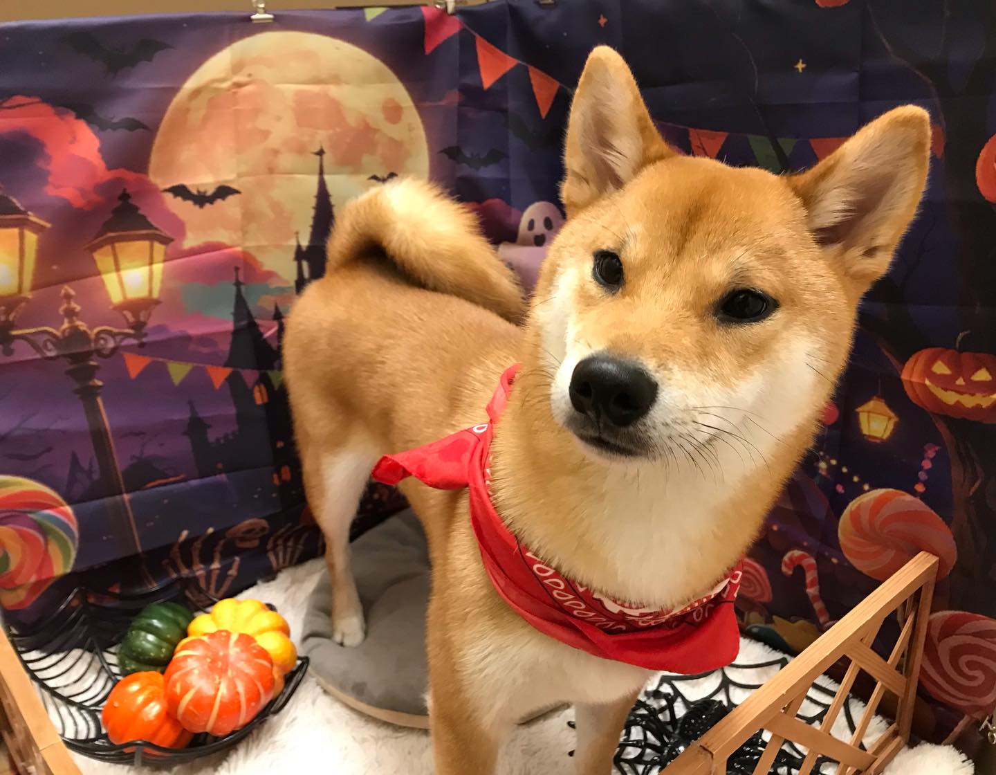 🐶柴犬のトラちゃん🐶