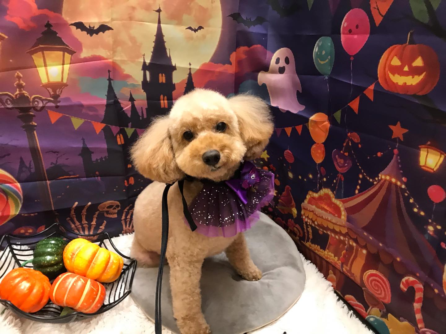 🐶プードルのチョコちゃん🐶