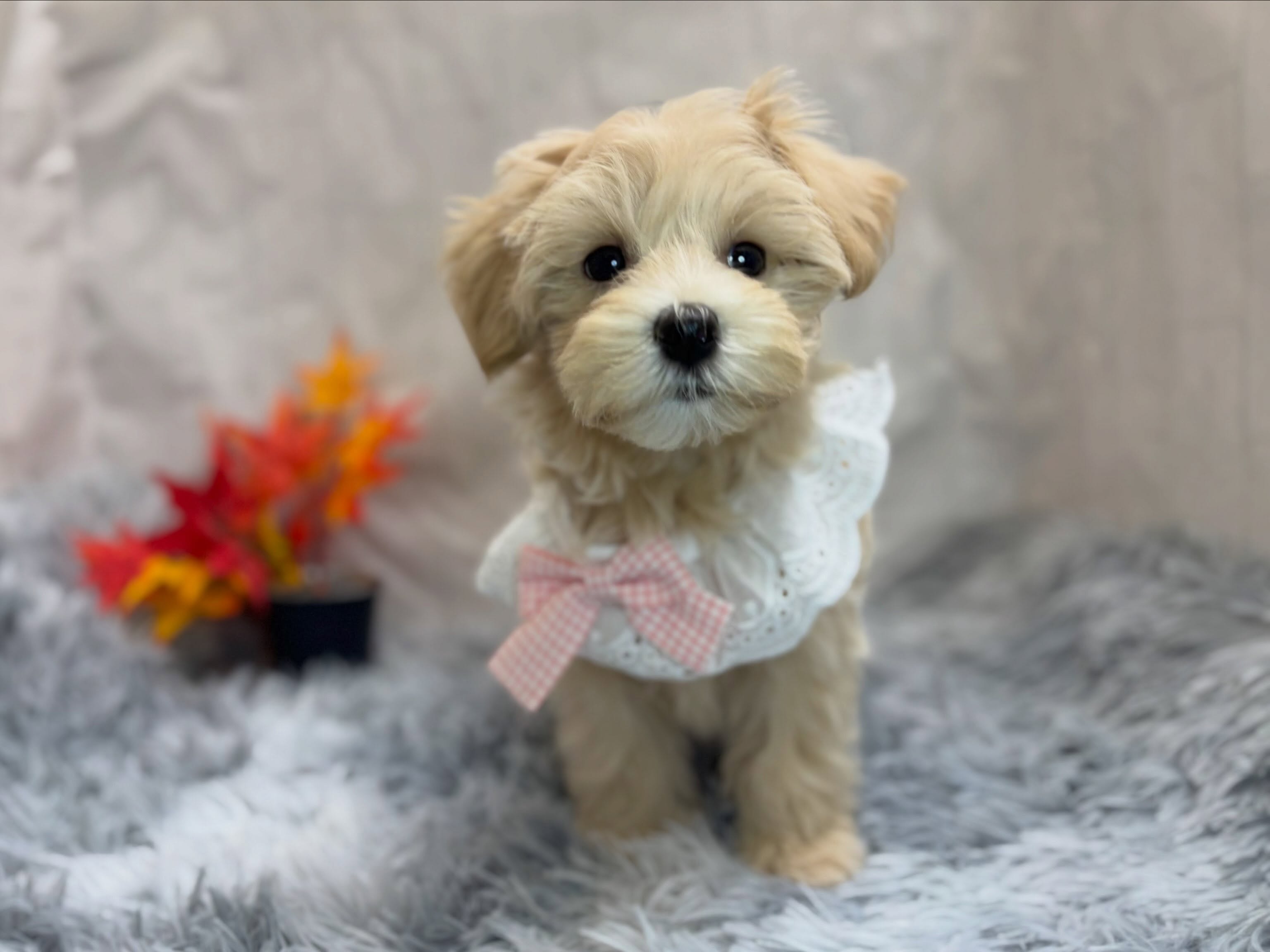 新しく元町店に仲間入りしたマルプーちゃん🐶✨