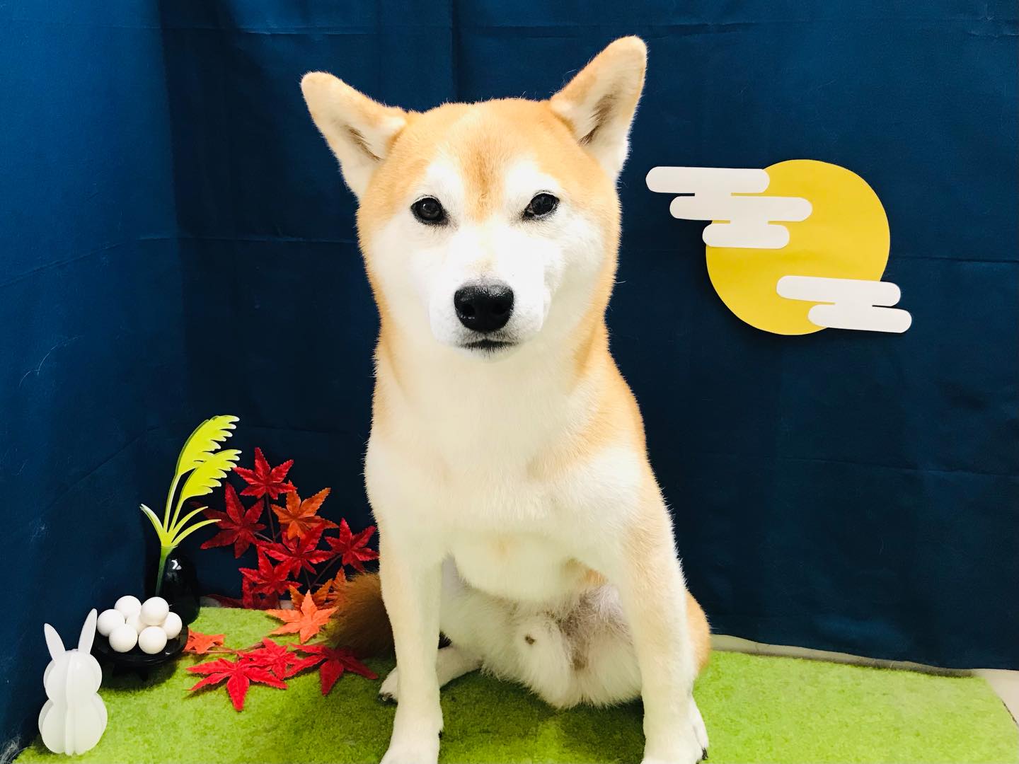 トリミングご利用のお客様です❣️