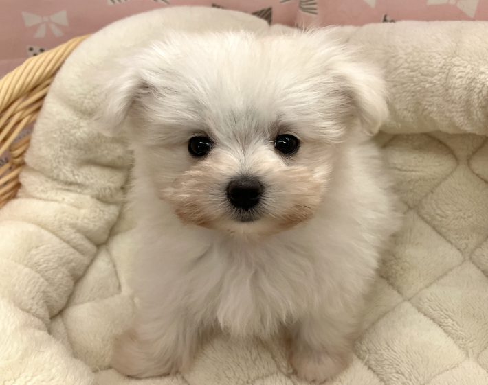 ✨ 新しい仲間がやってきました！✨