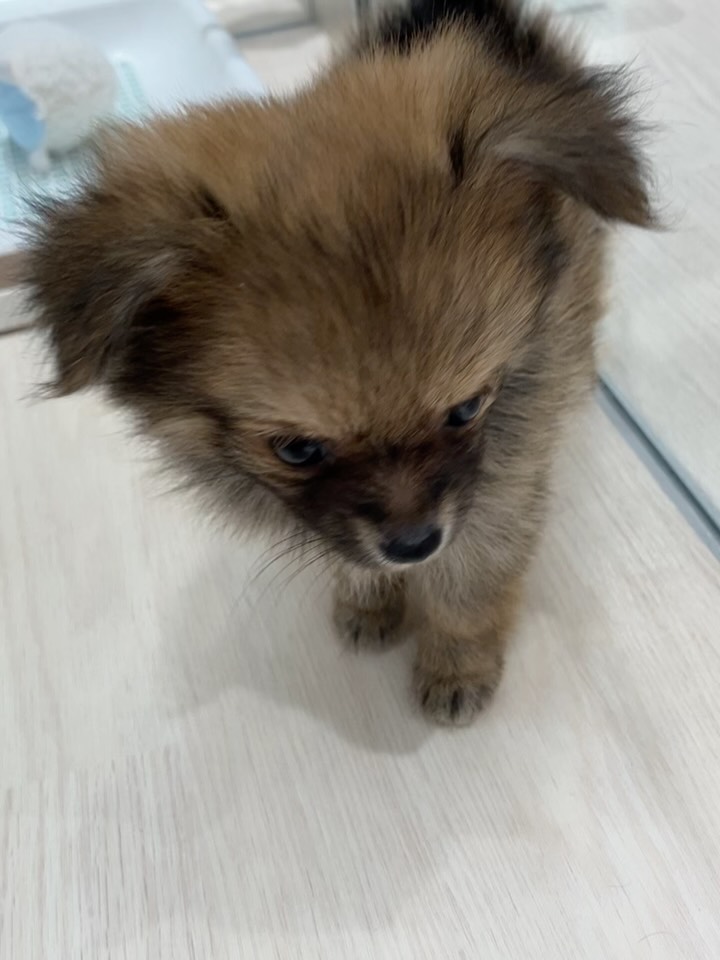 本日のポメチワちゃん🥰