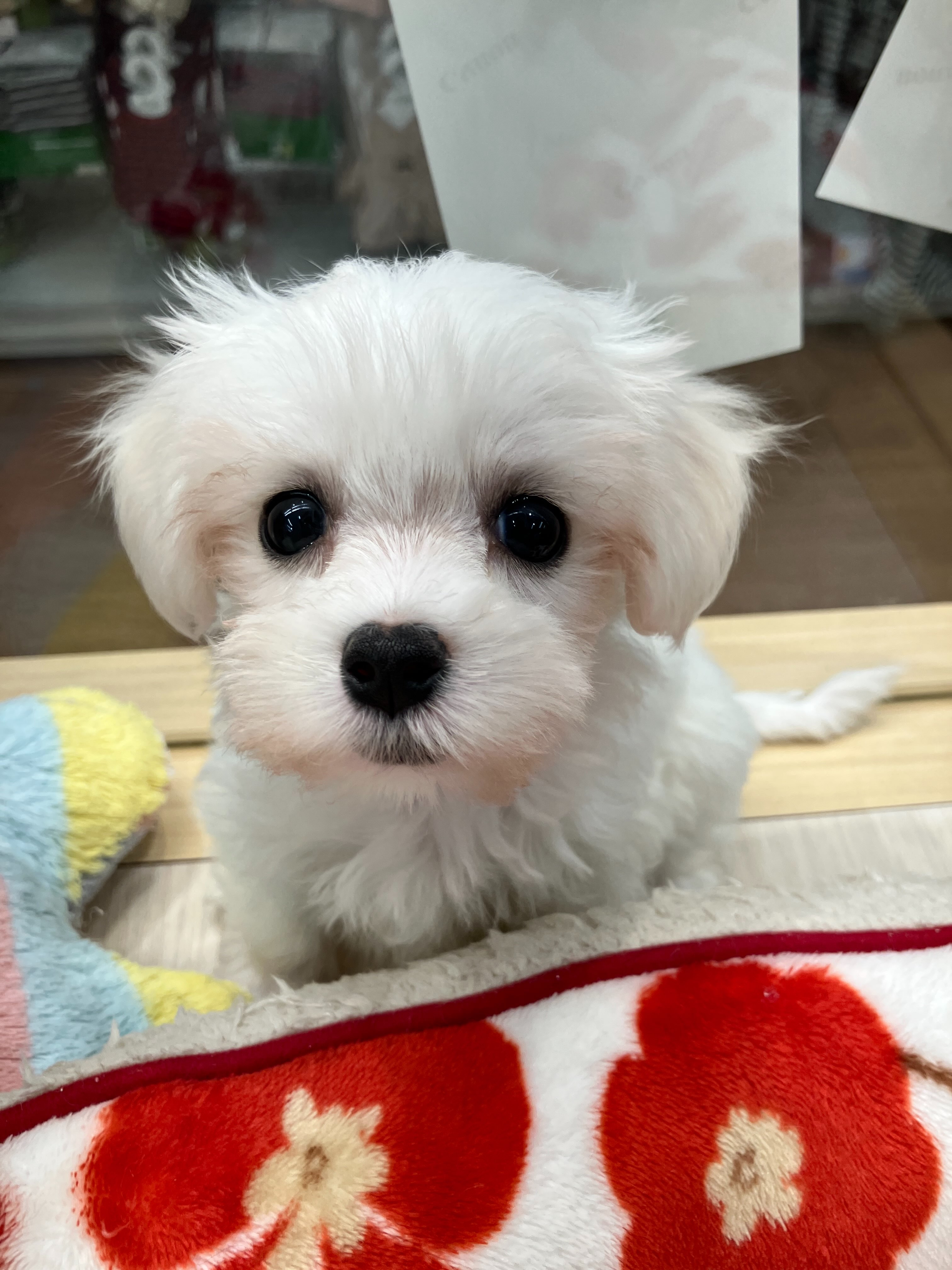 当店美人No. 1です♪とってもきゅーと😍