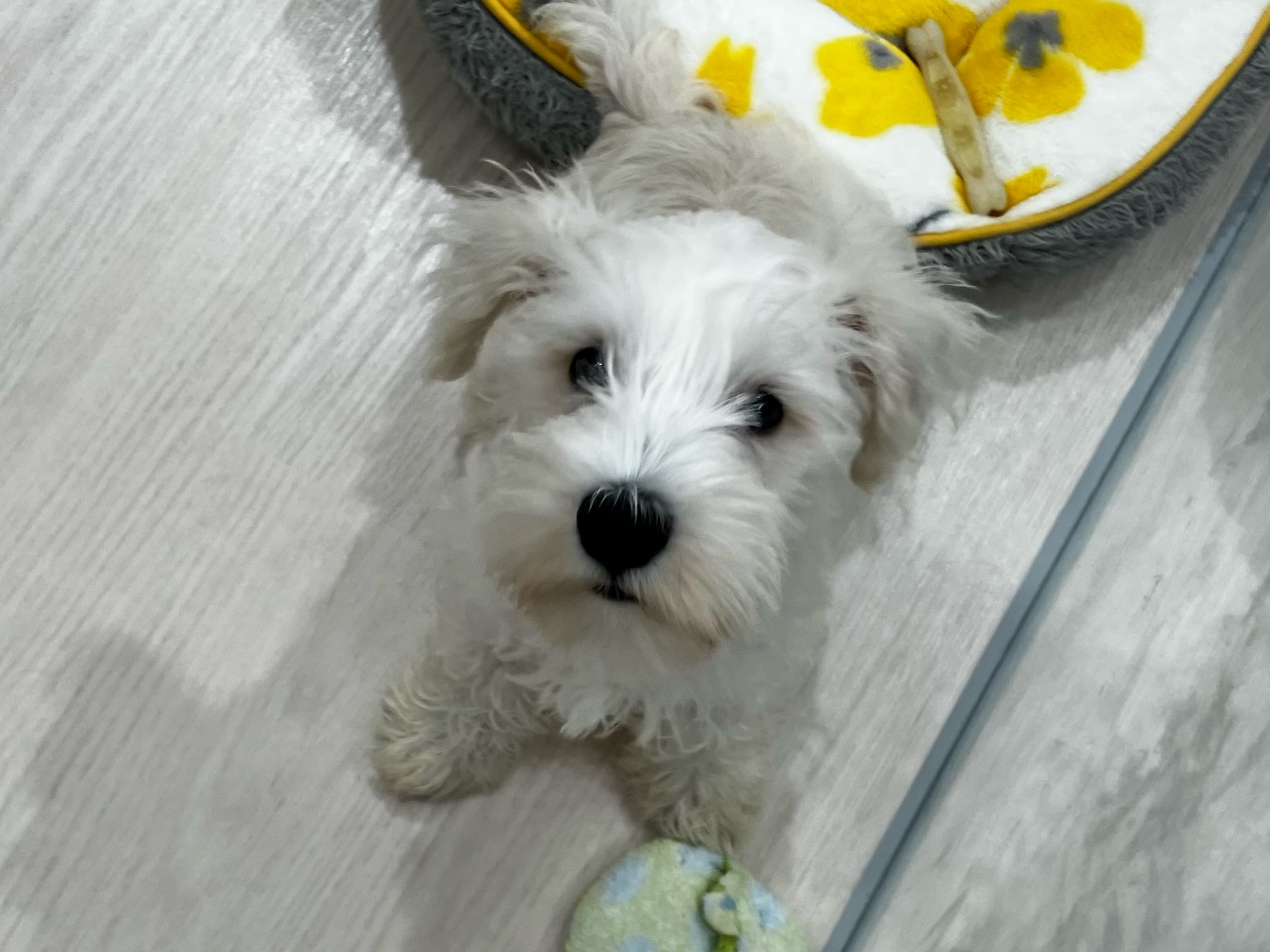 🐾お引越ししてきました🐾