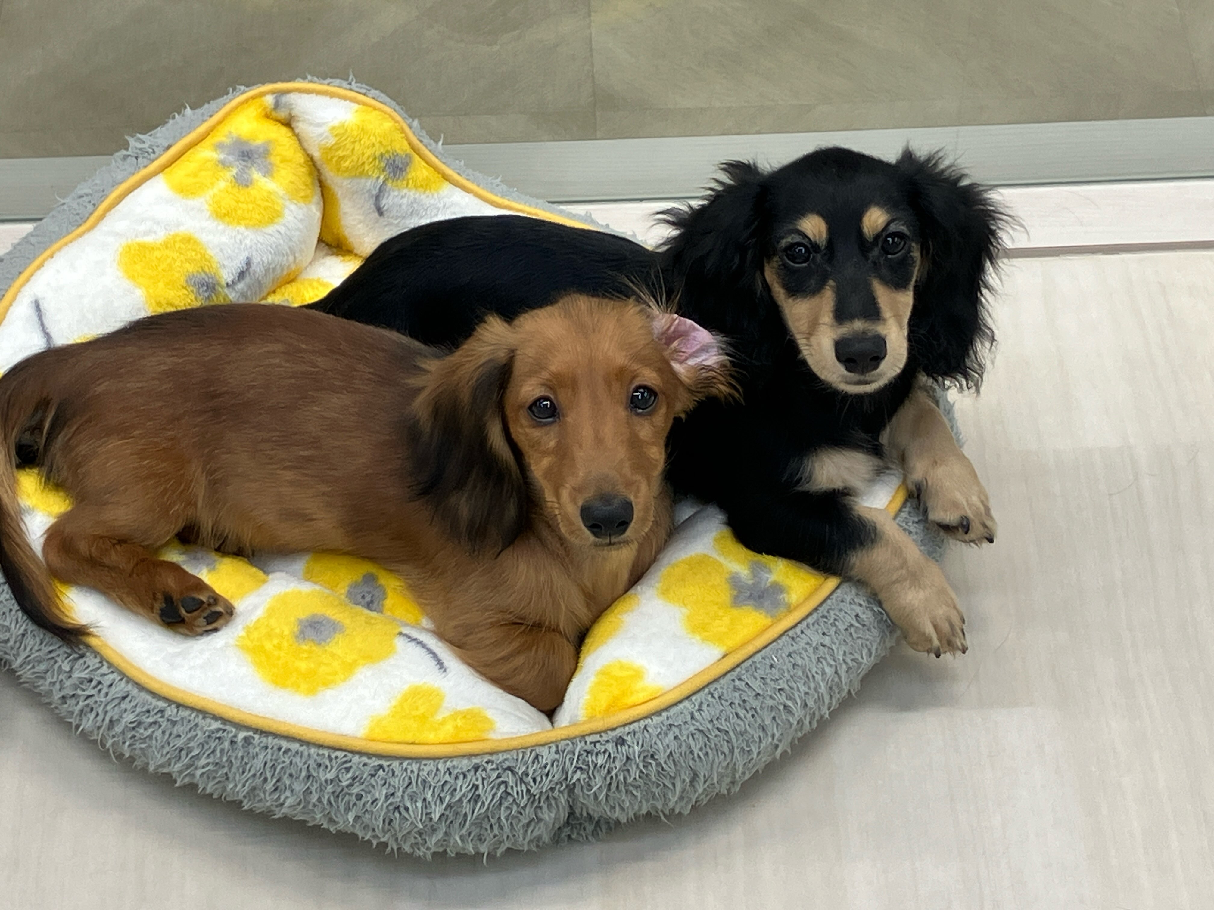 一つのベッドでくっつくダッちゃんたち🐶💕
