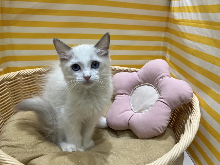 ✨ 新しい仲間がやってきました！✨