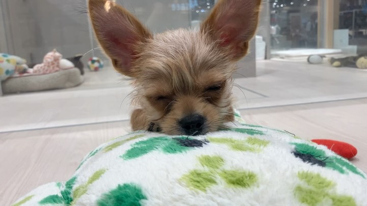 ぼくのお気に入りのぬいぐるみさん🍀