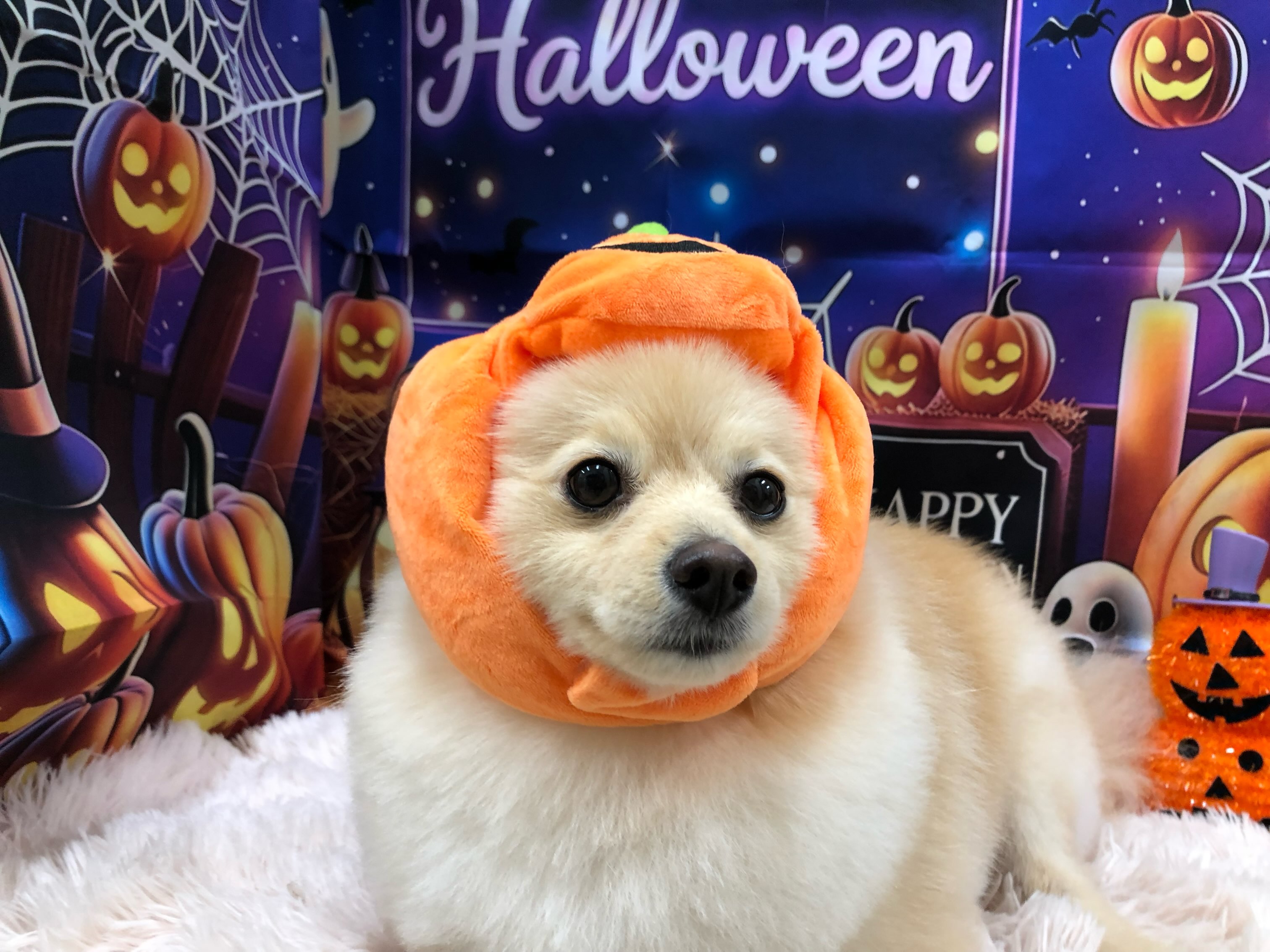 パルちゃん🧡