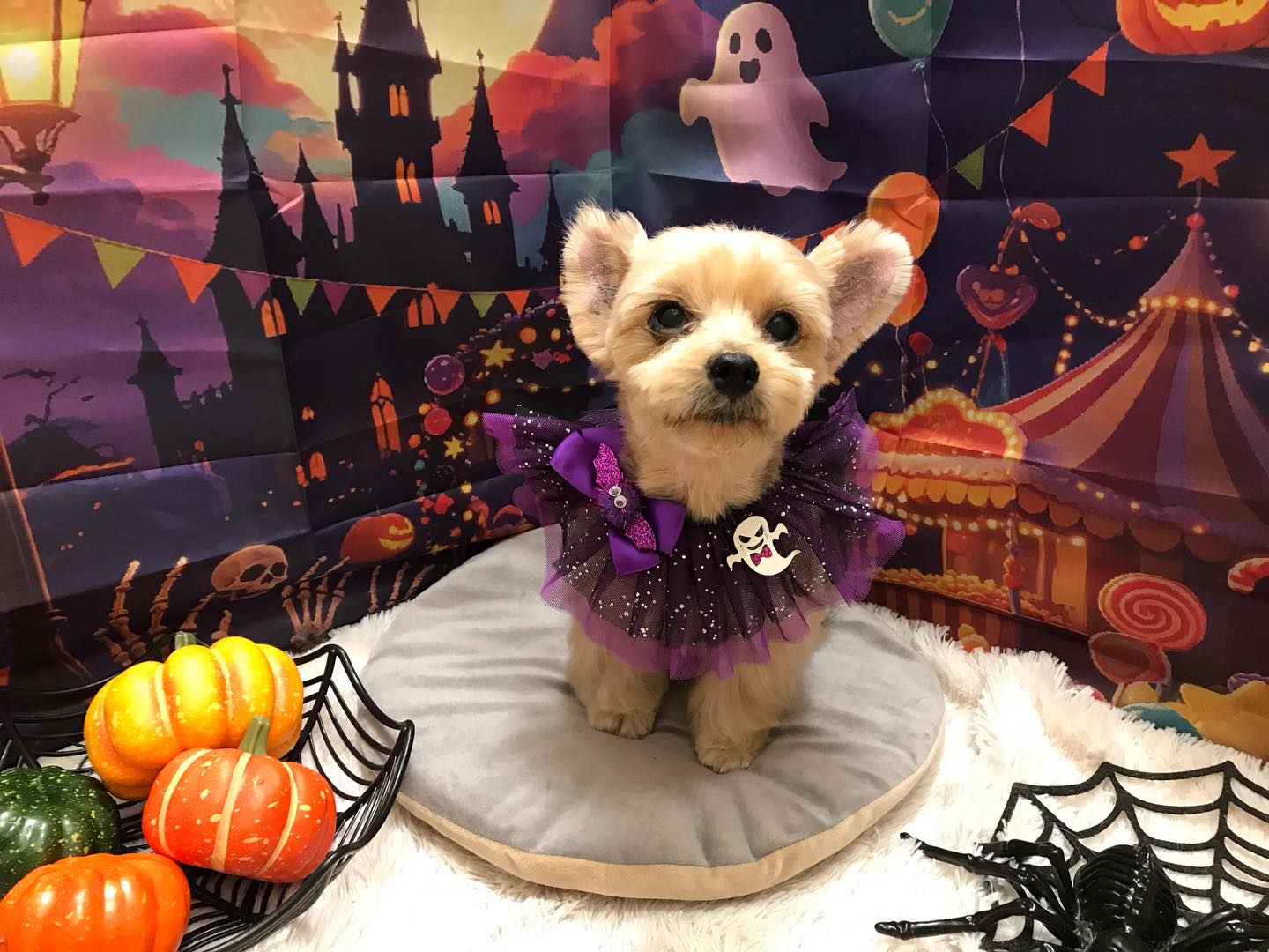 🐶ヨーキーのハナちゃん🐶