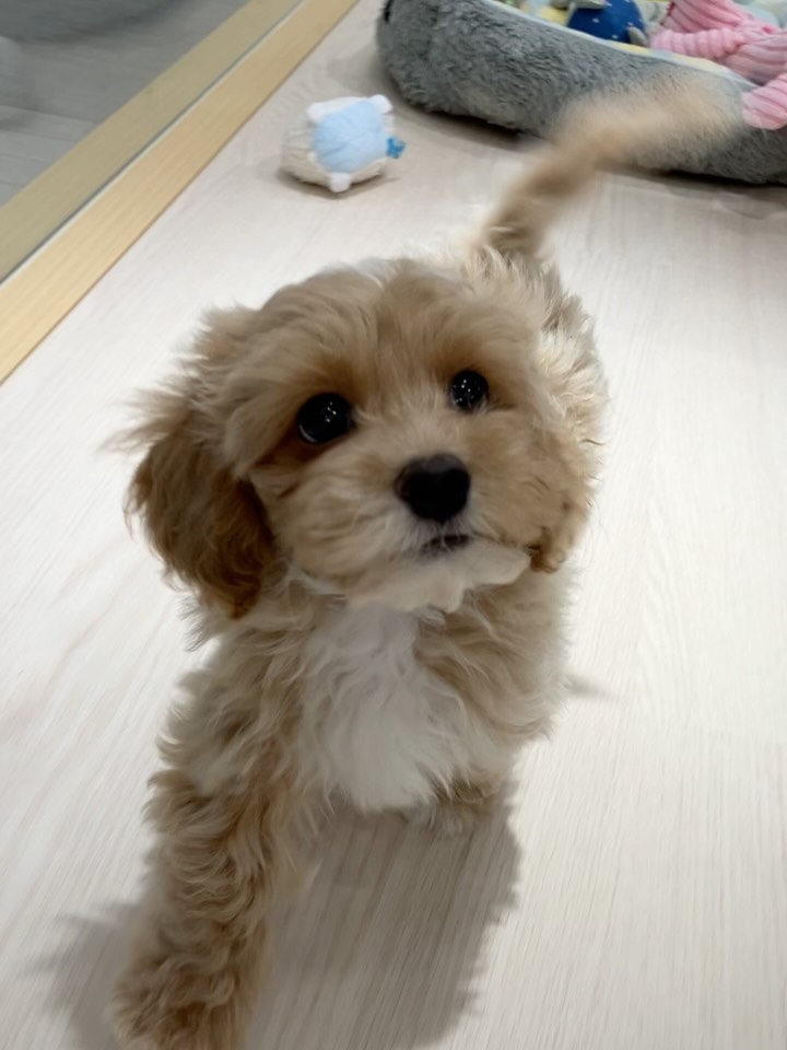 ふわもこマルプーくん