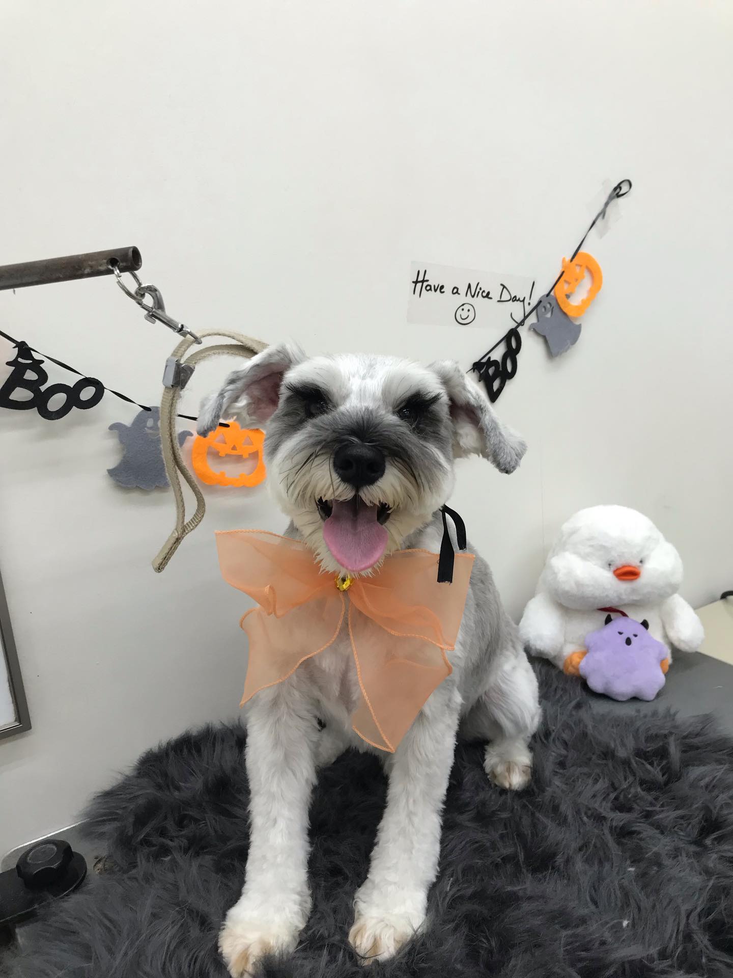 トリミングご利用のお客様です☺️