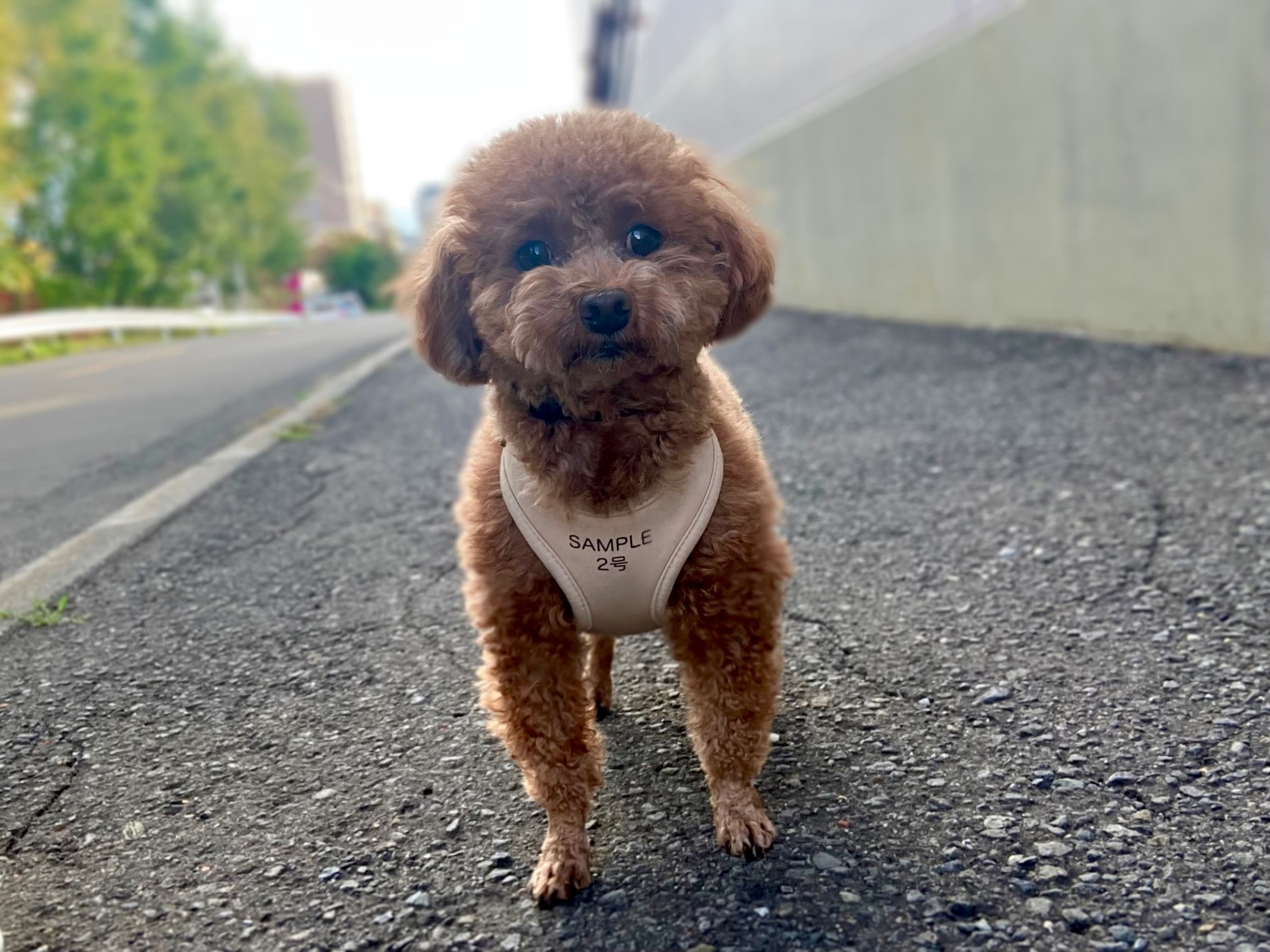 ホテルお泊り中のニコちゃん😊