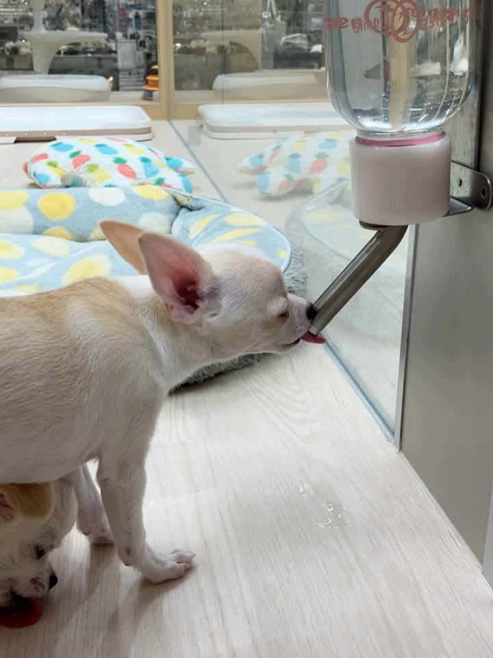 ちぃちゃんずがお水を飲む動画💧