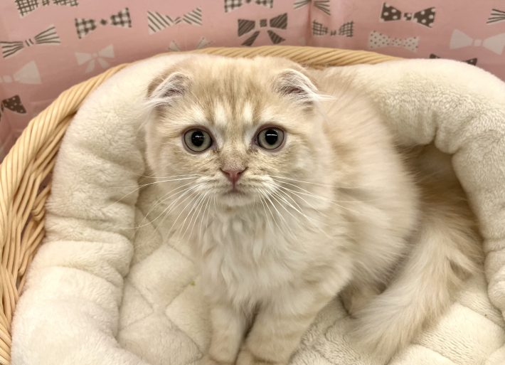 ✨ 新しい仲間がやってきました！✨