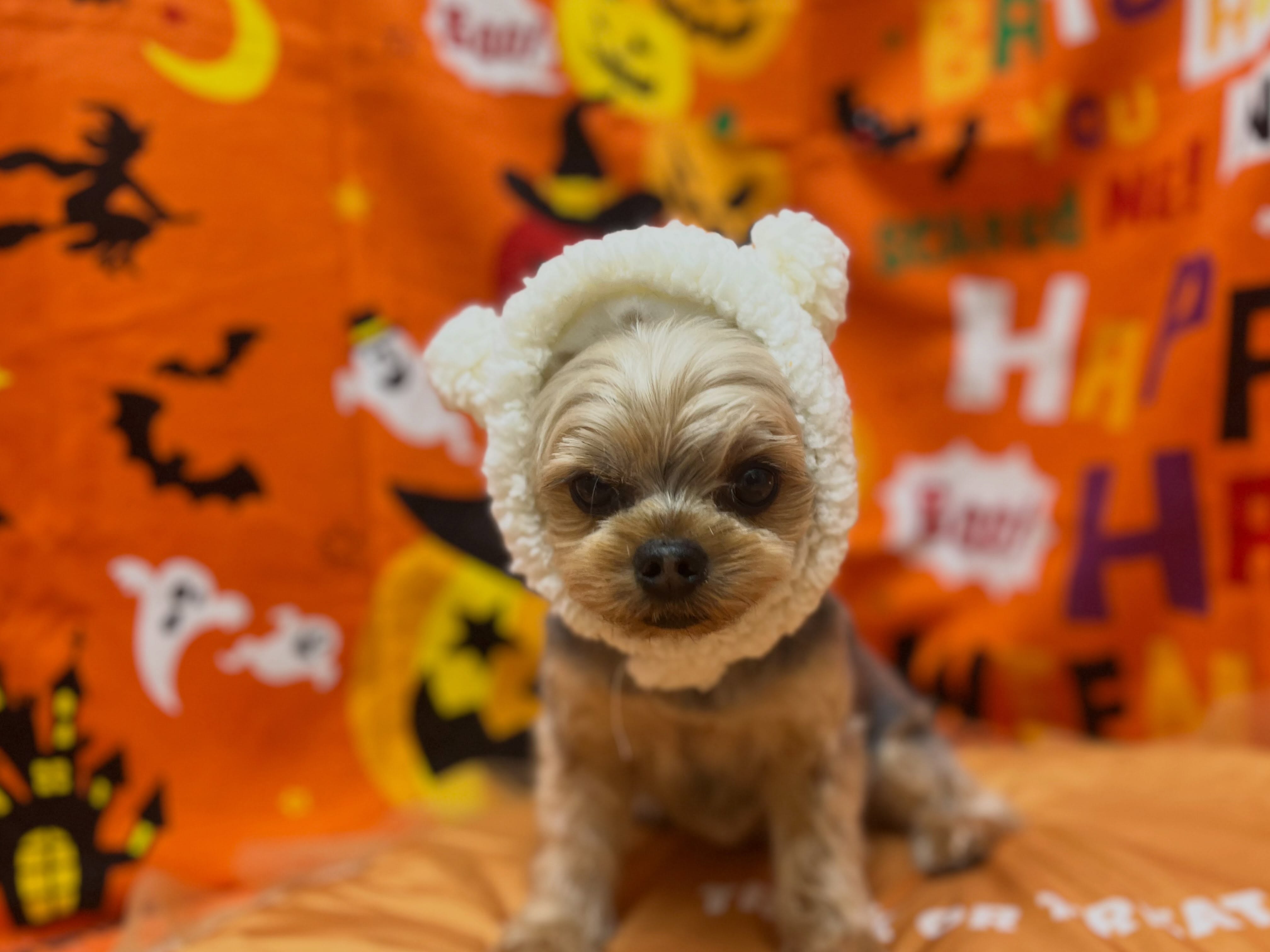 トリミングのお客様です✂️🐾👻🎃🦇