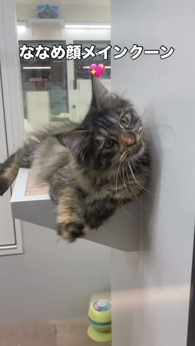 ななめ顔😻