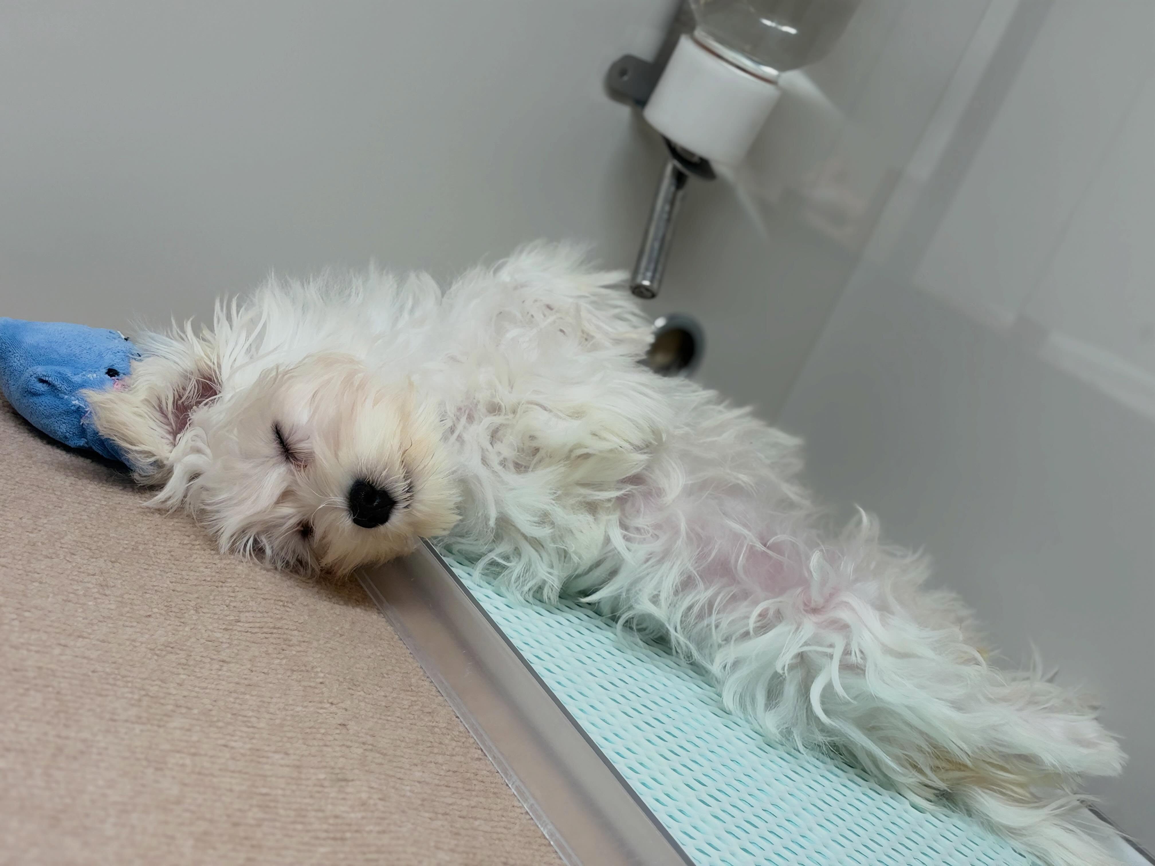 マルシュナちゃん爆睡中🛏️💤💤