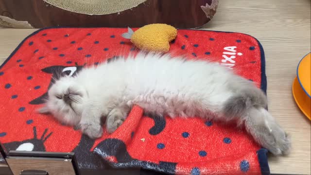 すやすや寝ているマンチくん💤