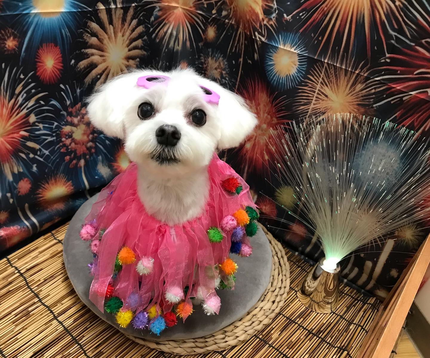 🐶mixのすけ丸ちゃん🐶