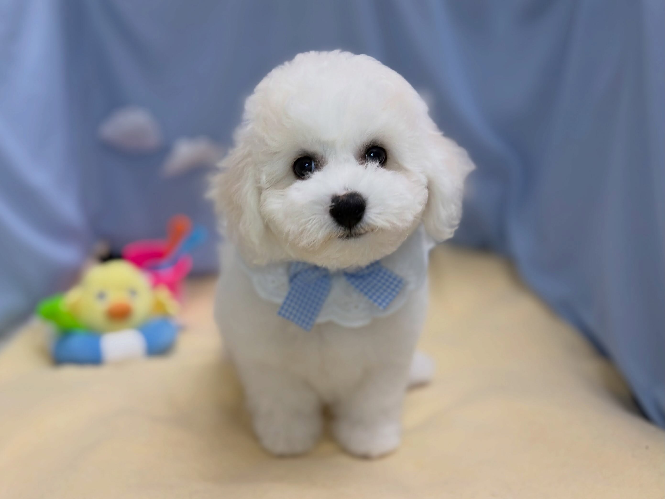 新しく元町店にお引越ししてきたビションくん🐶✨