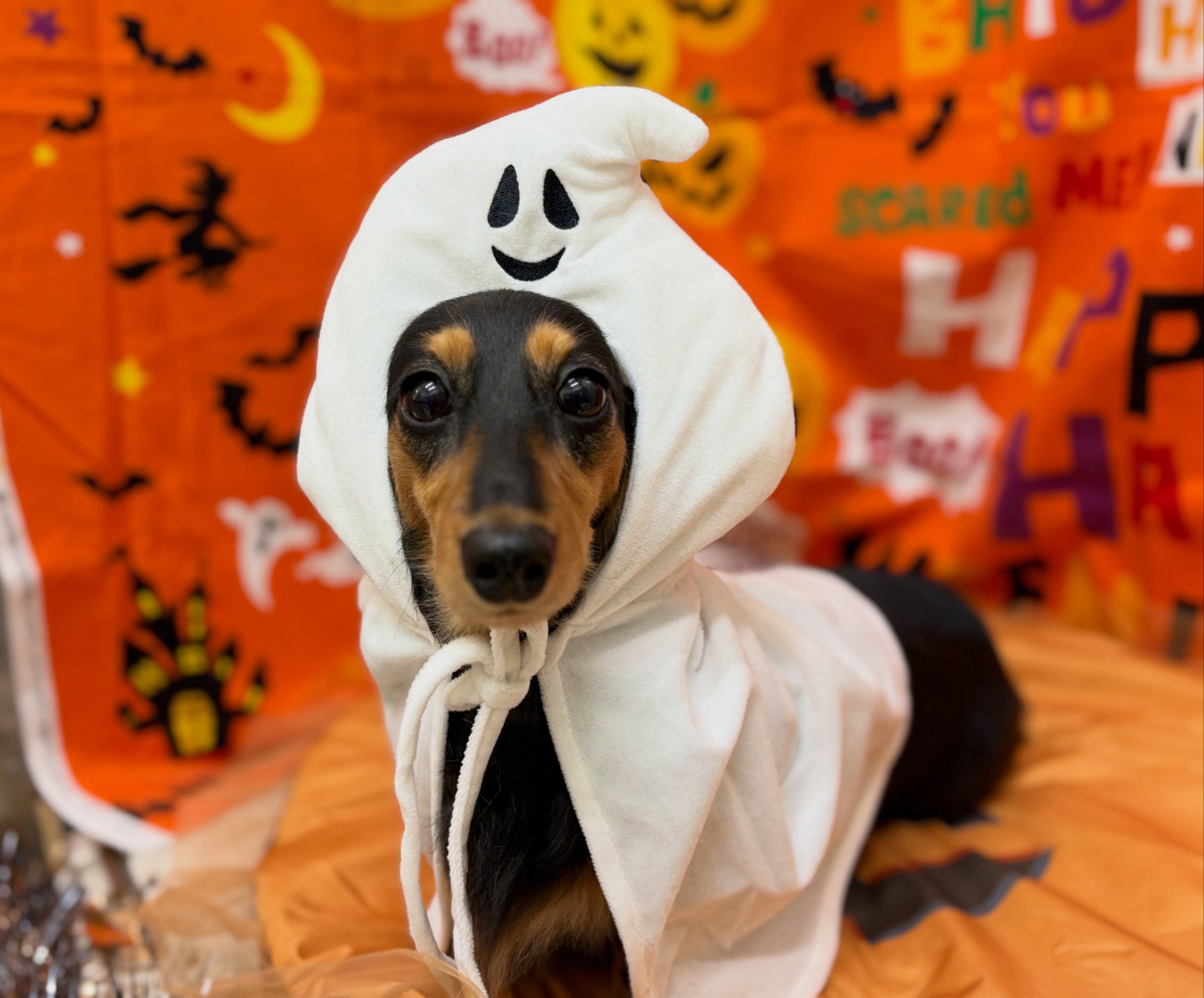 トリミングのお客様です✂️✨🎃🦇