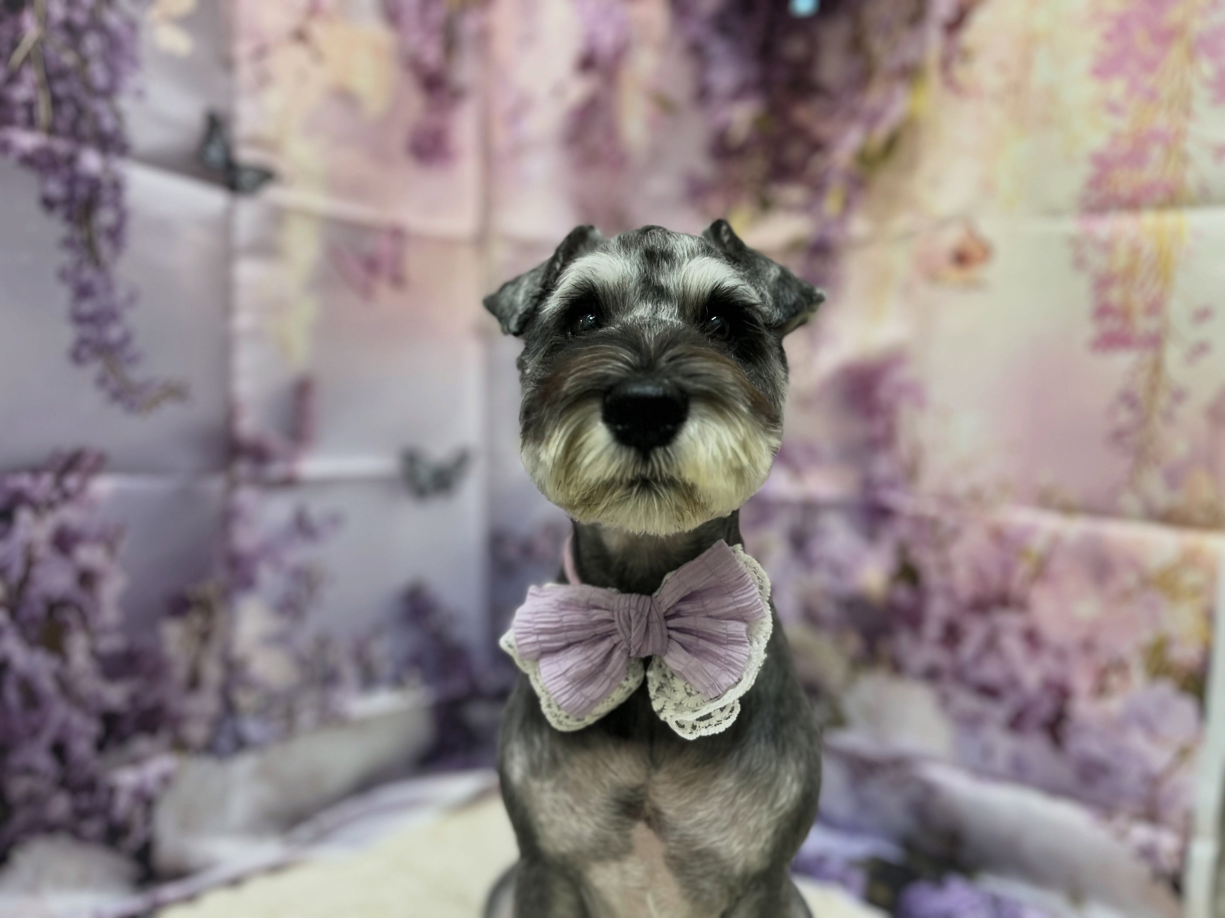 トリミングのお客様です✂️🐾🦄🧸🪻💜