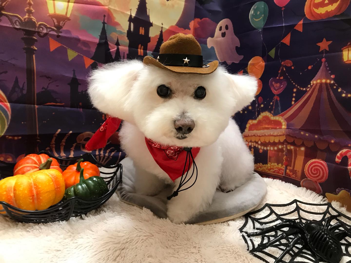 🐶ビションの小太郎ちゃん🐶