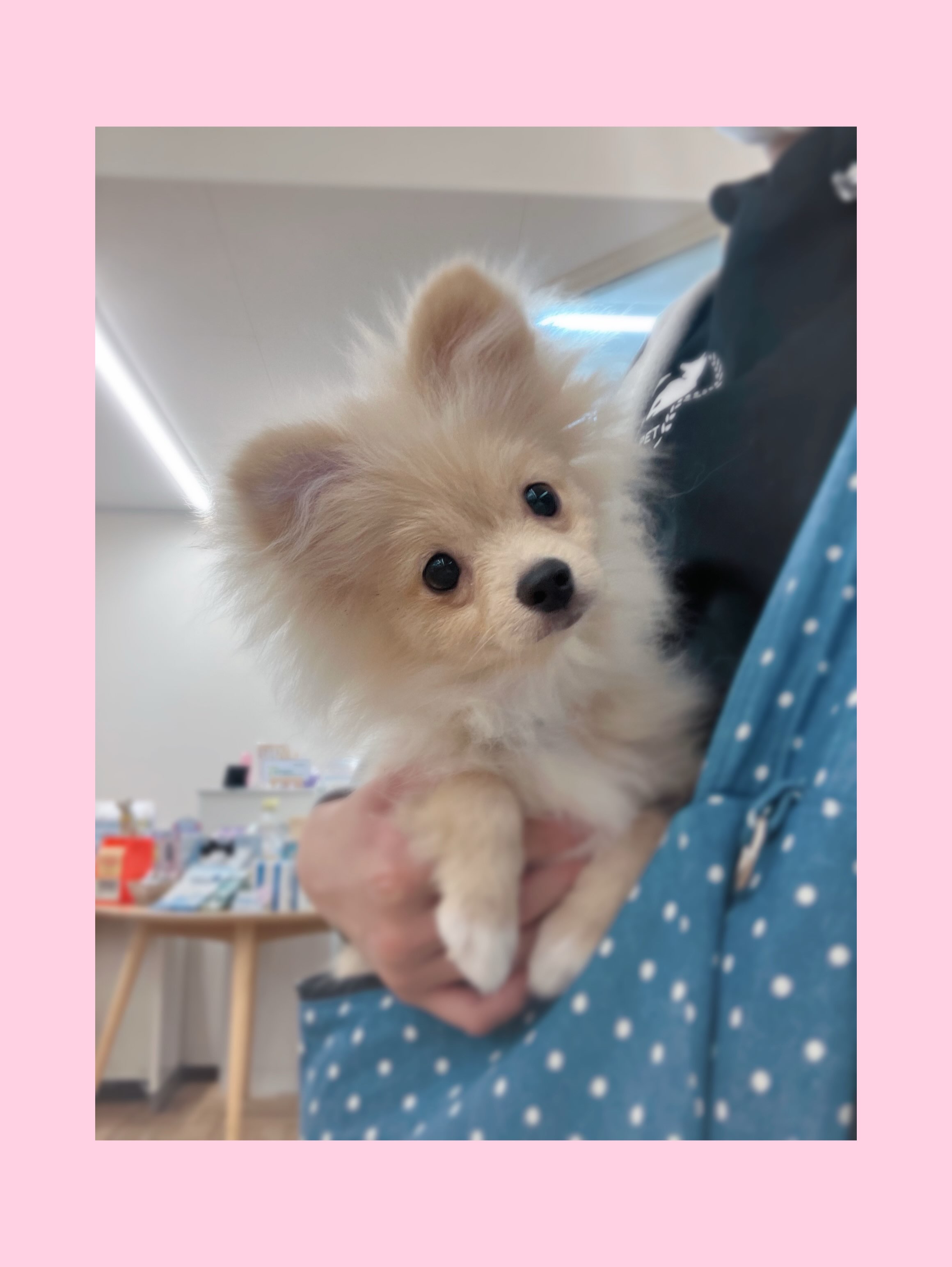 ぽんちゃんとお散歩🐾