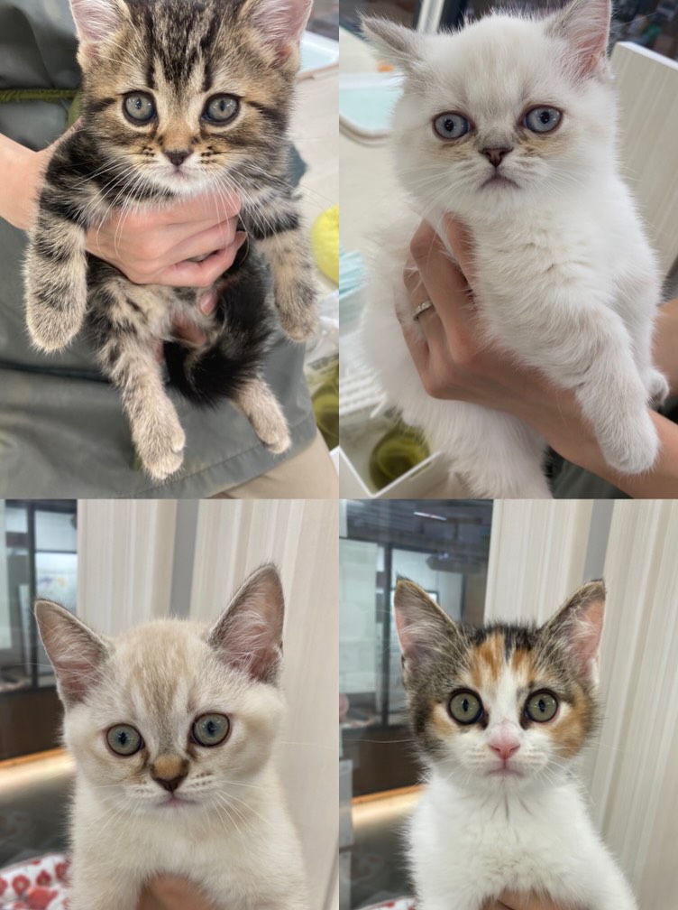猫ちゃんフェアまだまだ続いています❕😻
