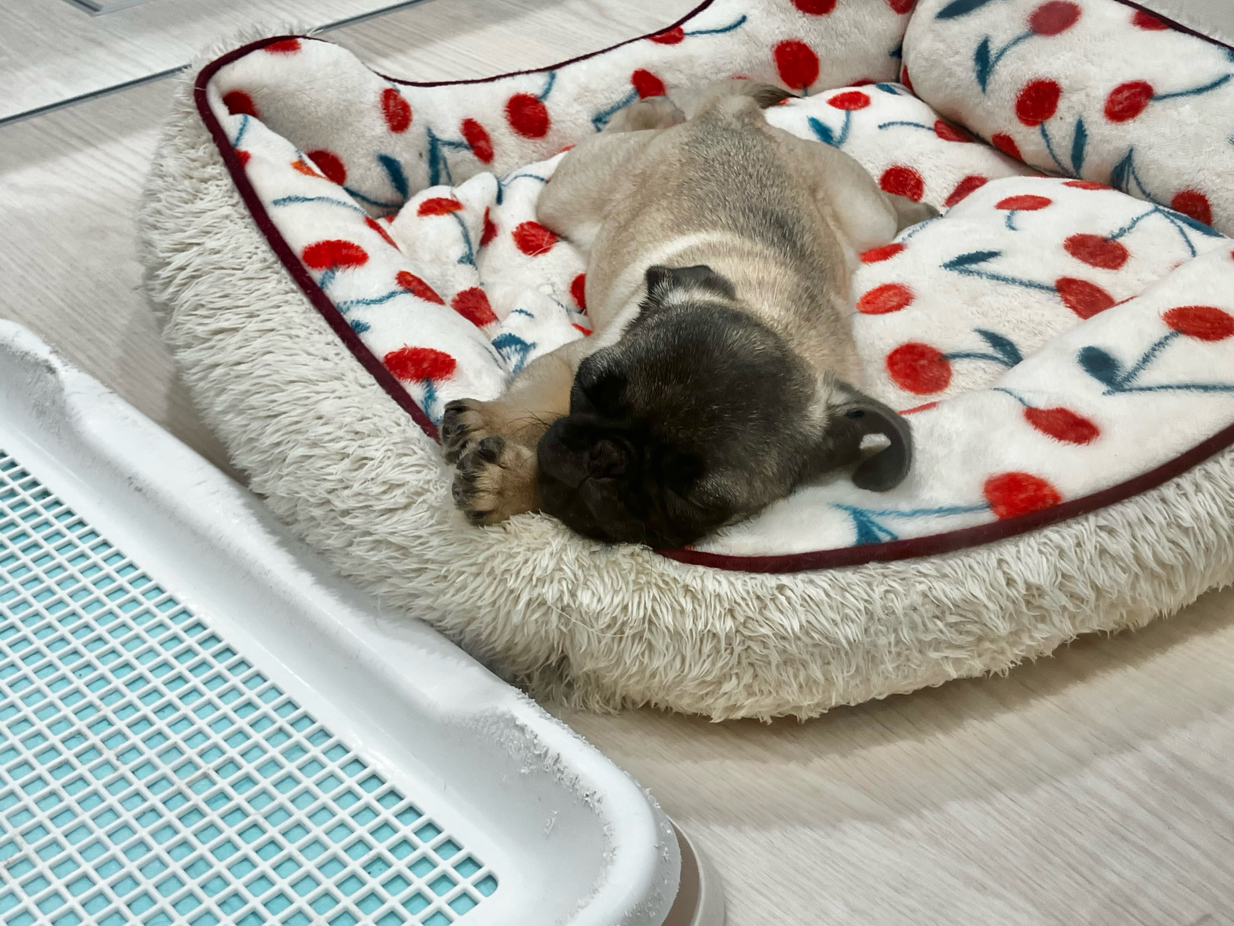 みんなねんねの時間🛏️💤