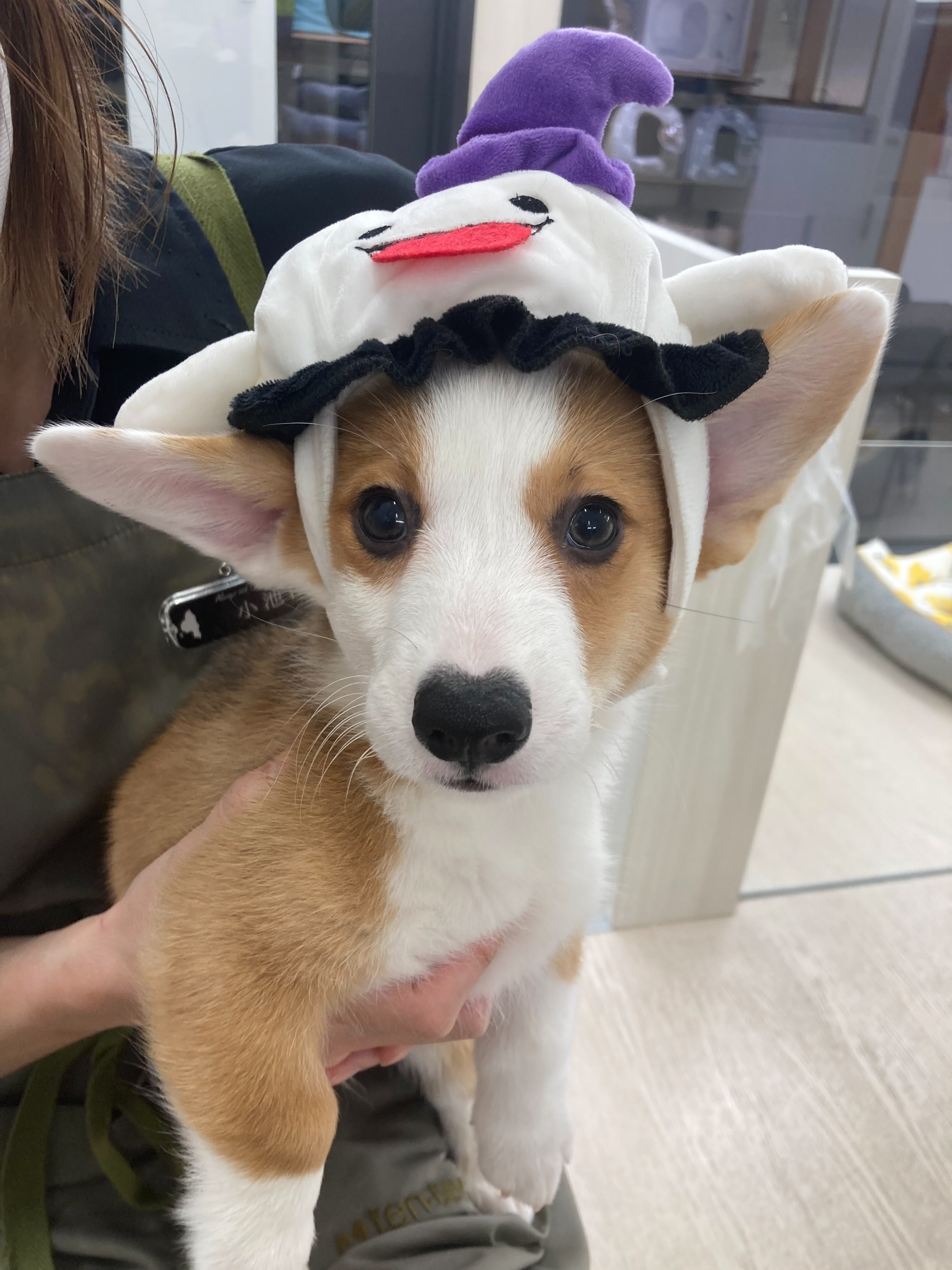 わんわんハロウィン👻