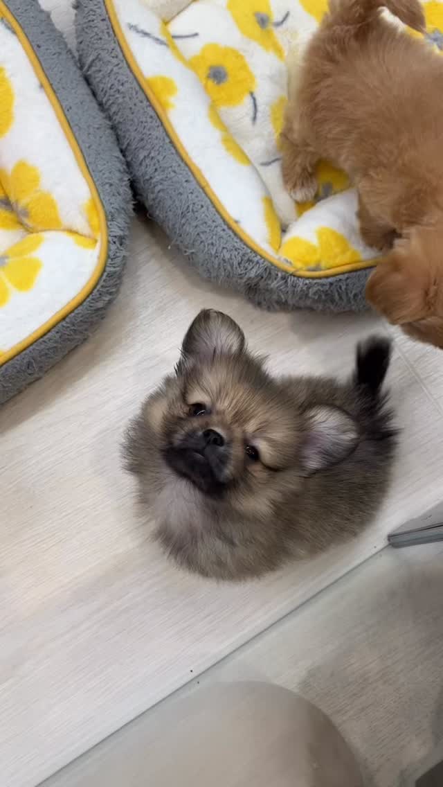 まんまるぽんちゃん🧸🎀