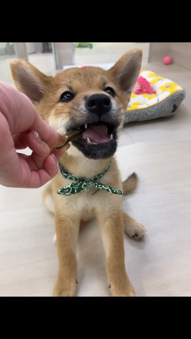 今日はグリニーズの歯磨きガムの日🪥✨