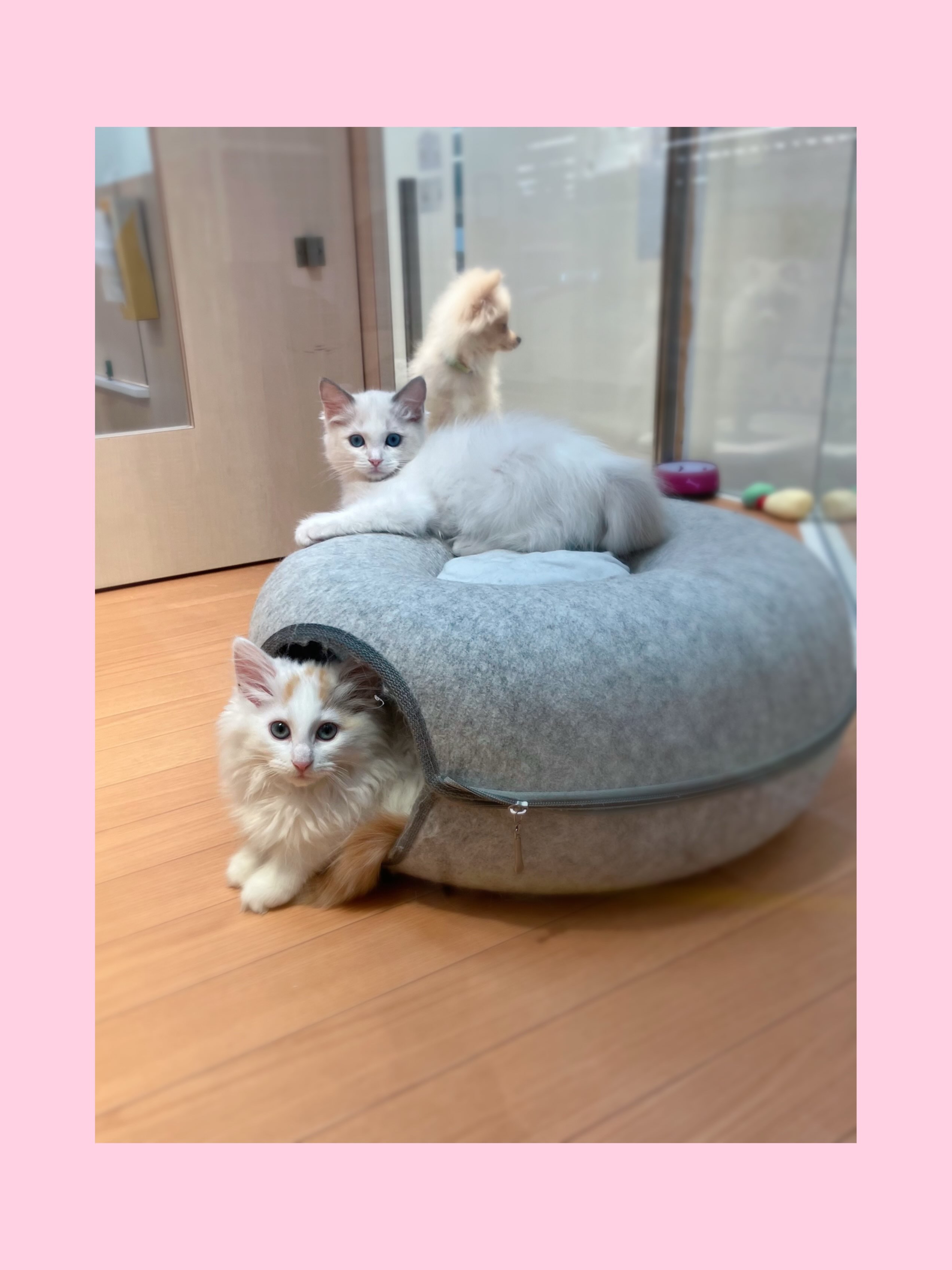 いつも2人でじゃれ合う仲良しな白にゃんず🐱✌🏻🎶