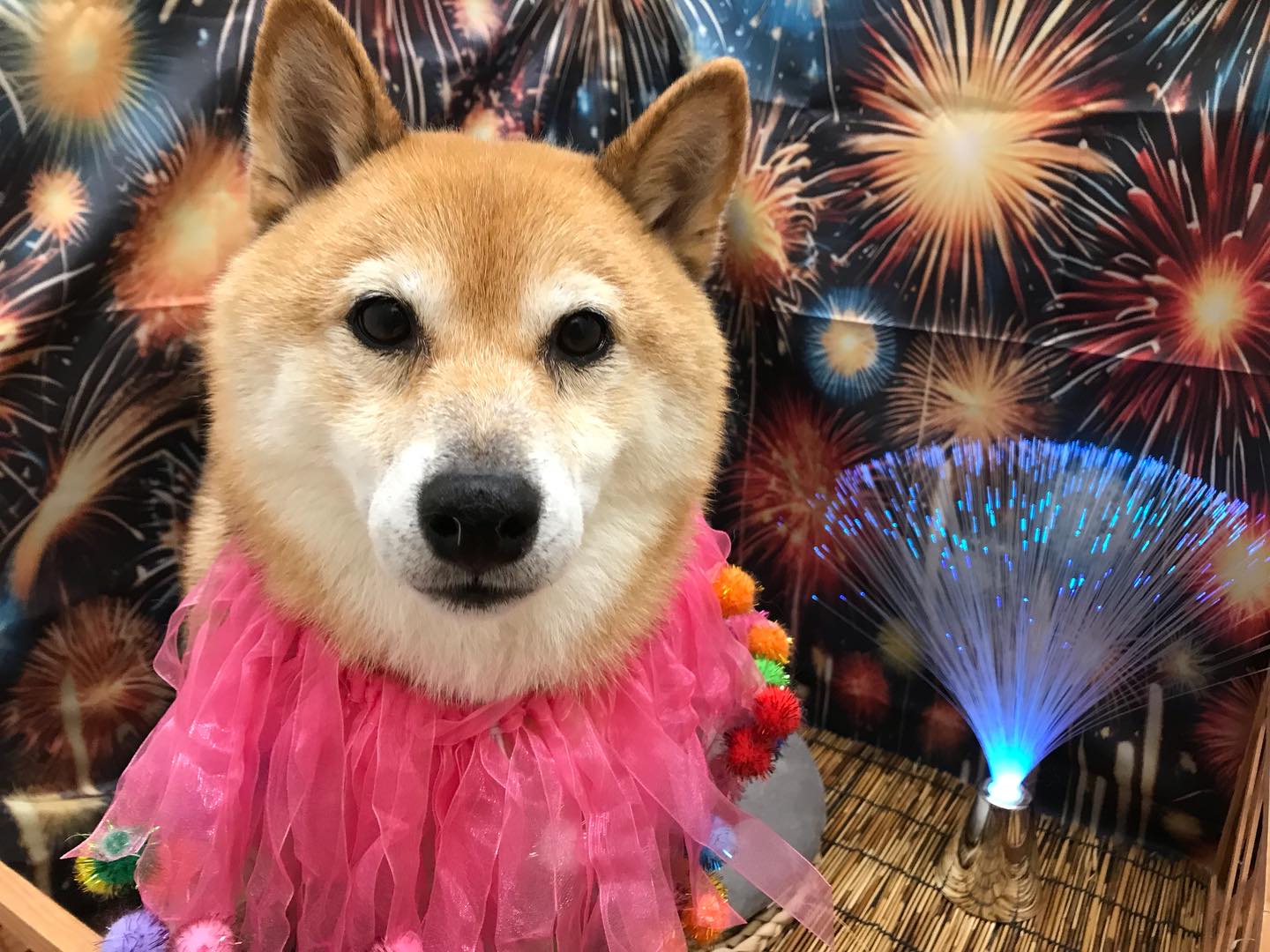 🐶柴犬のゴモラちゃん🐶